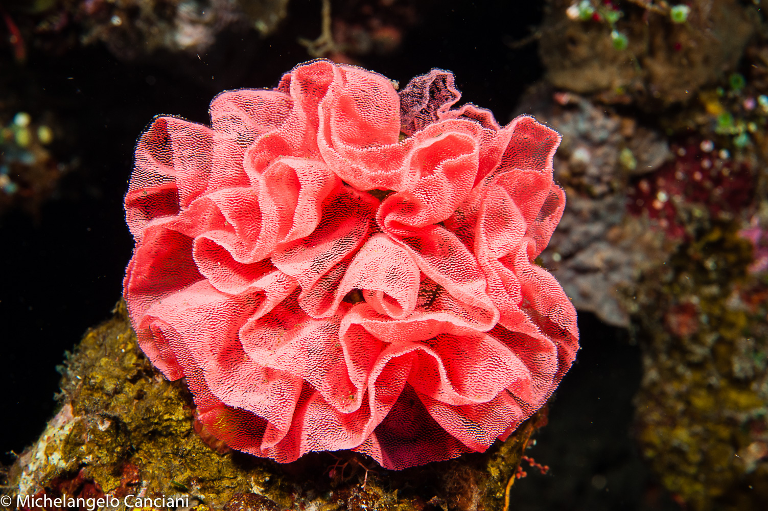 uova di hexabranchus sanguineus