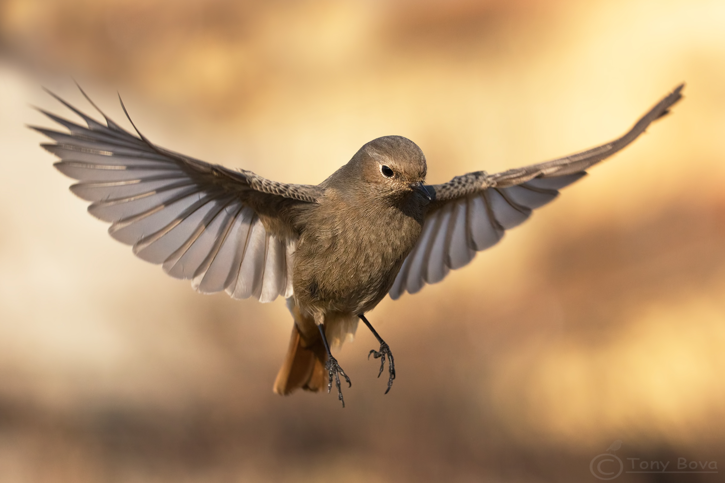 The flight of the black redstart F .....