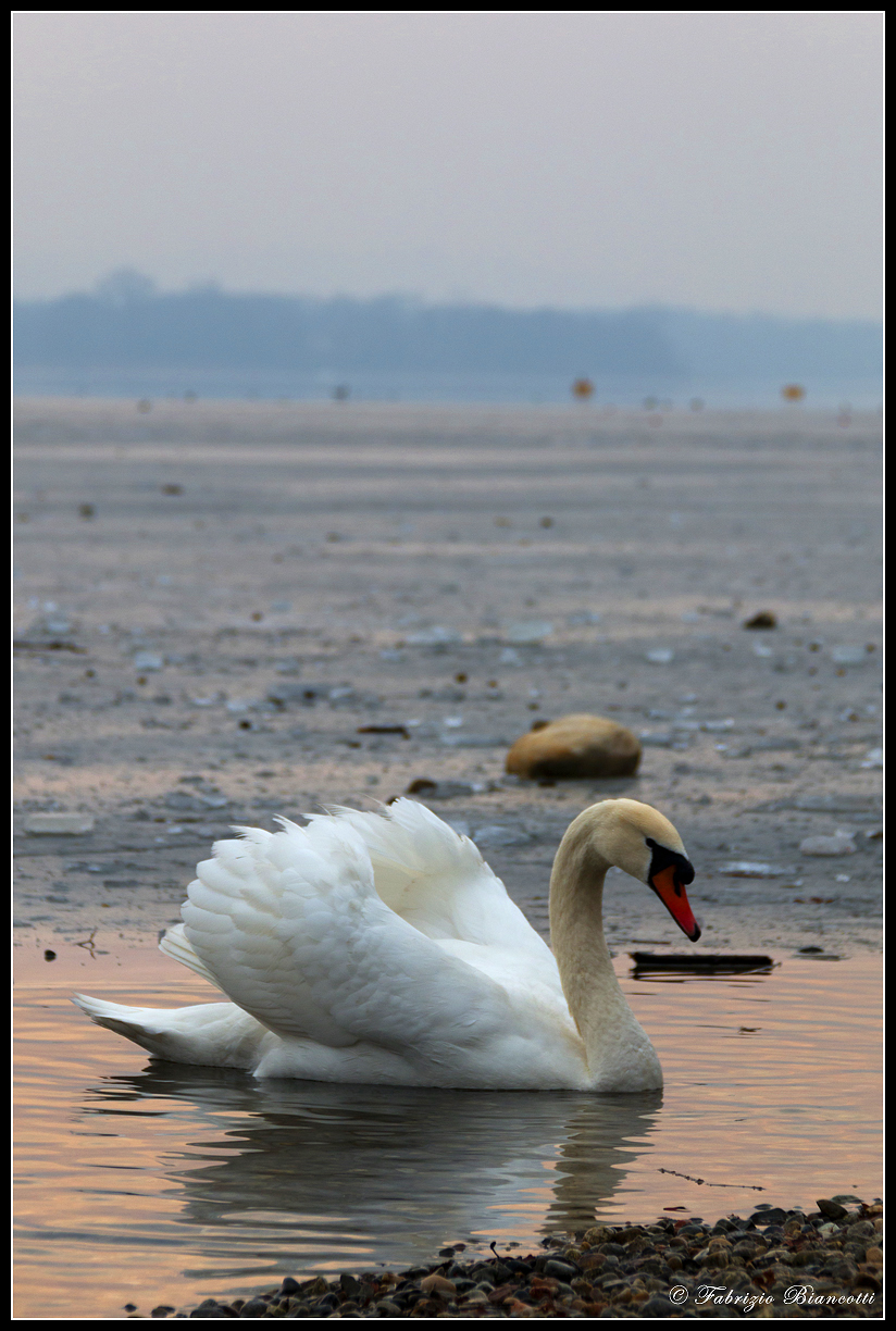 Cigno tra i ghiacci