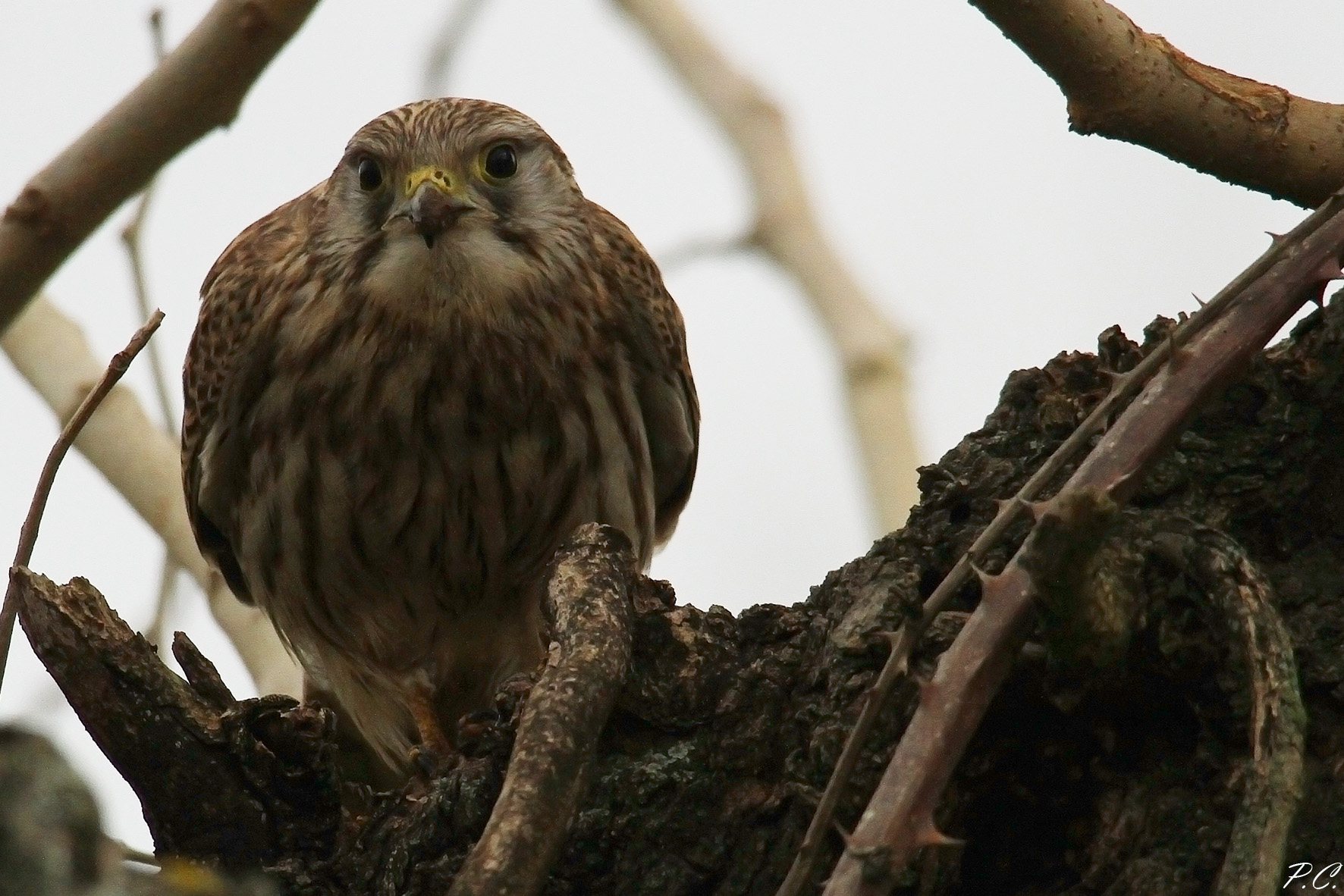 When you are eating there 'and' photographer who tak...