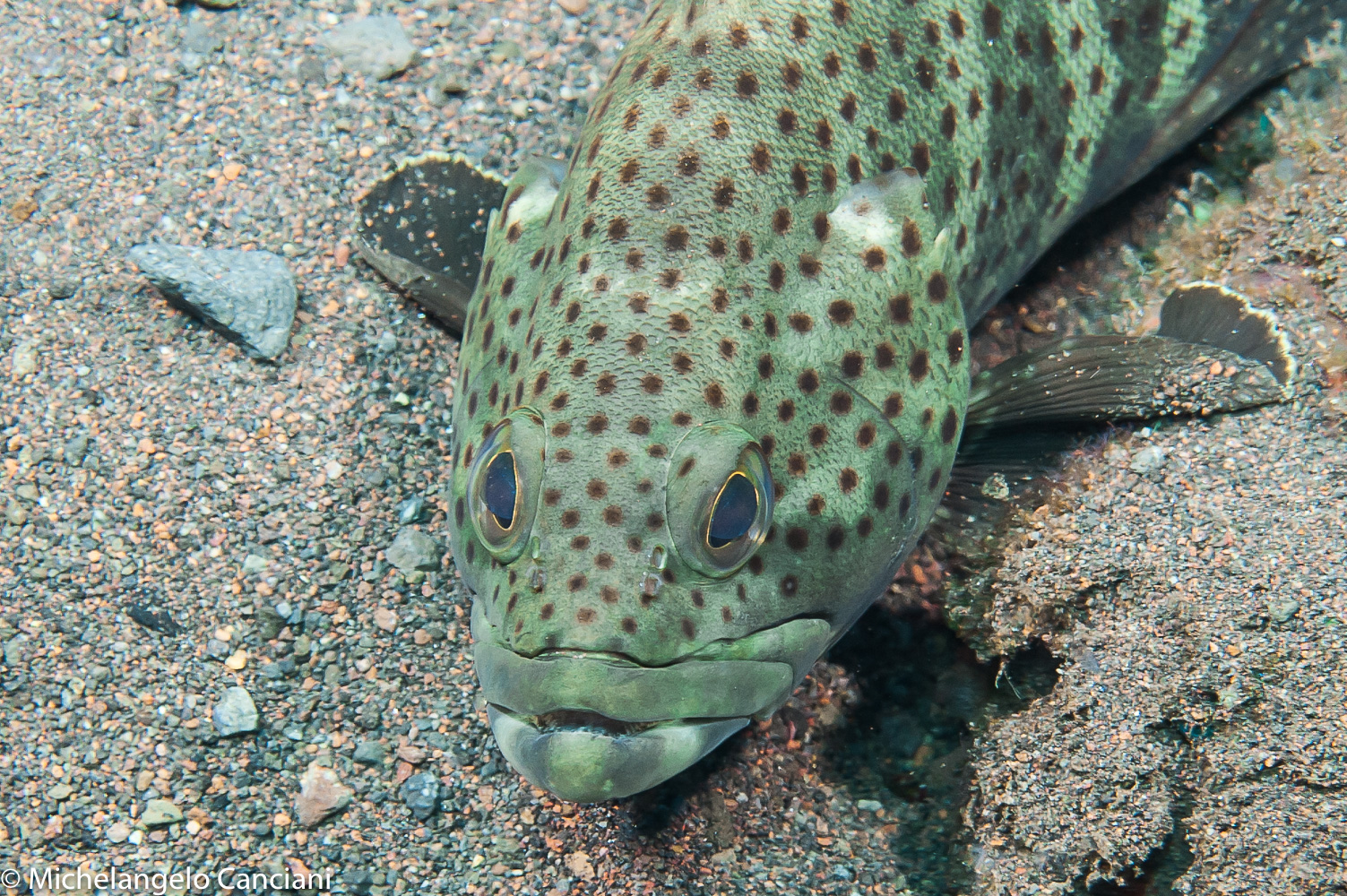 epinephelus sp.