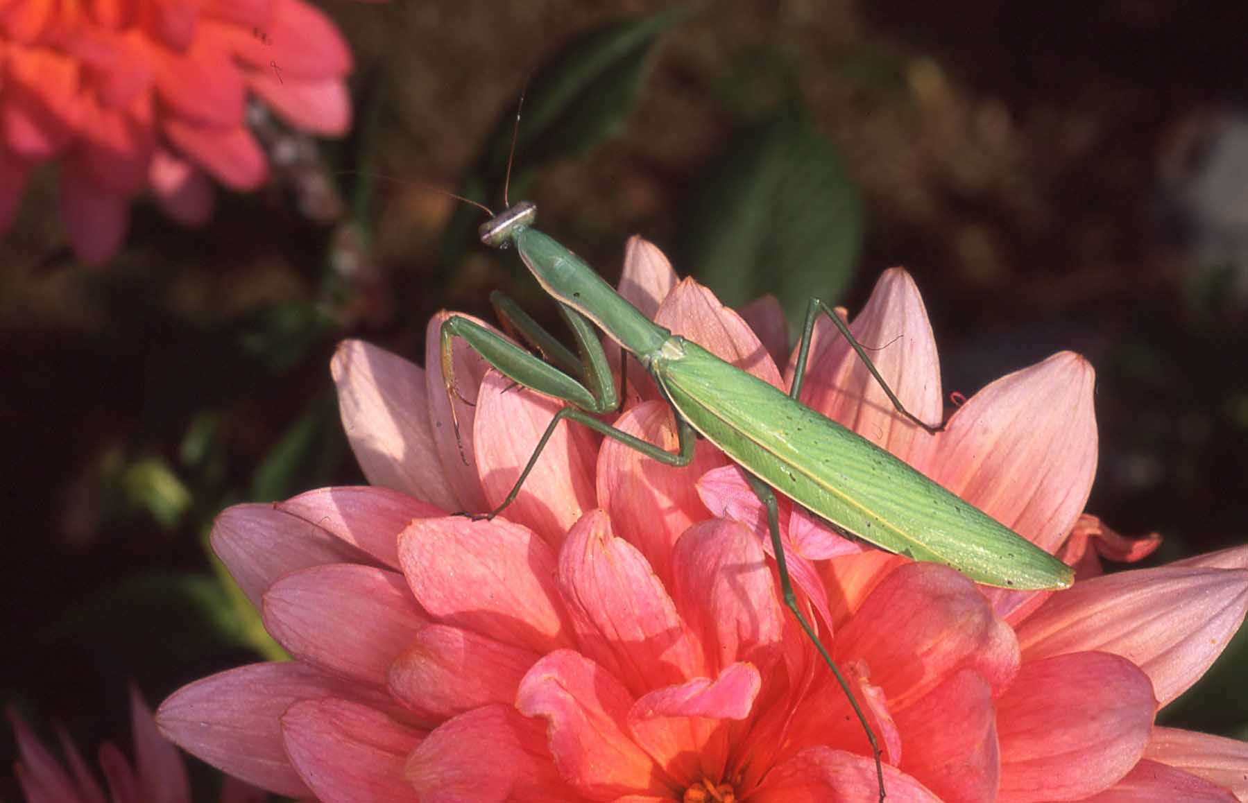 Praying mantis