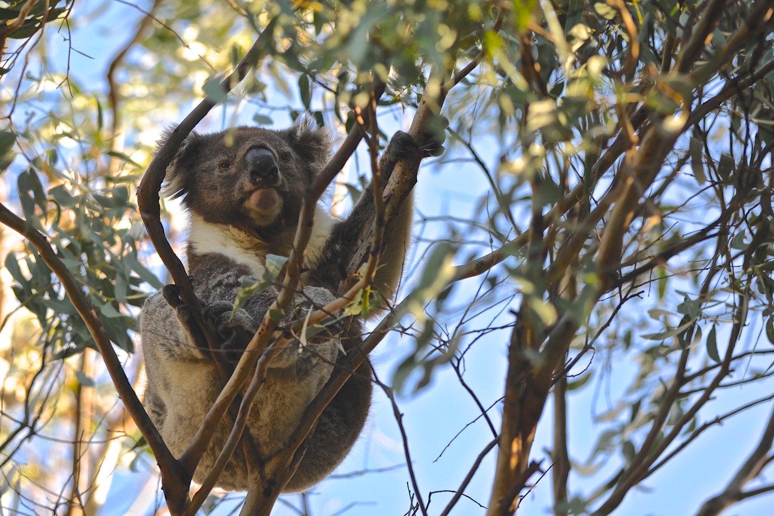 Koala, Kangaroo Island, Australia