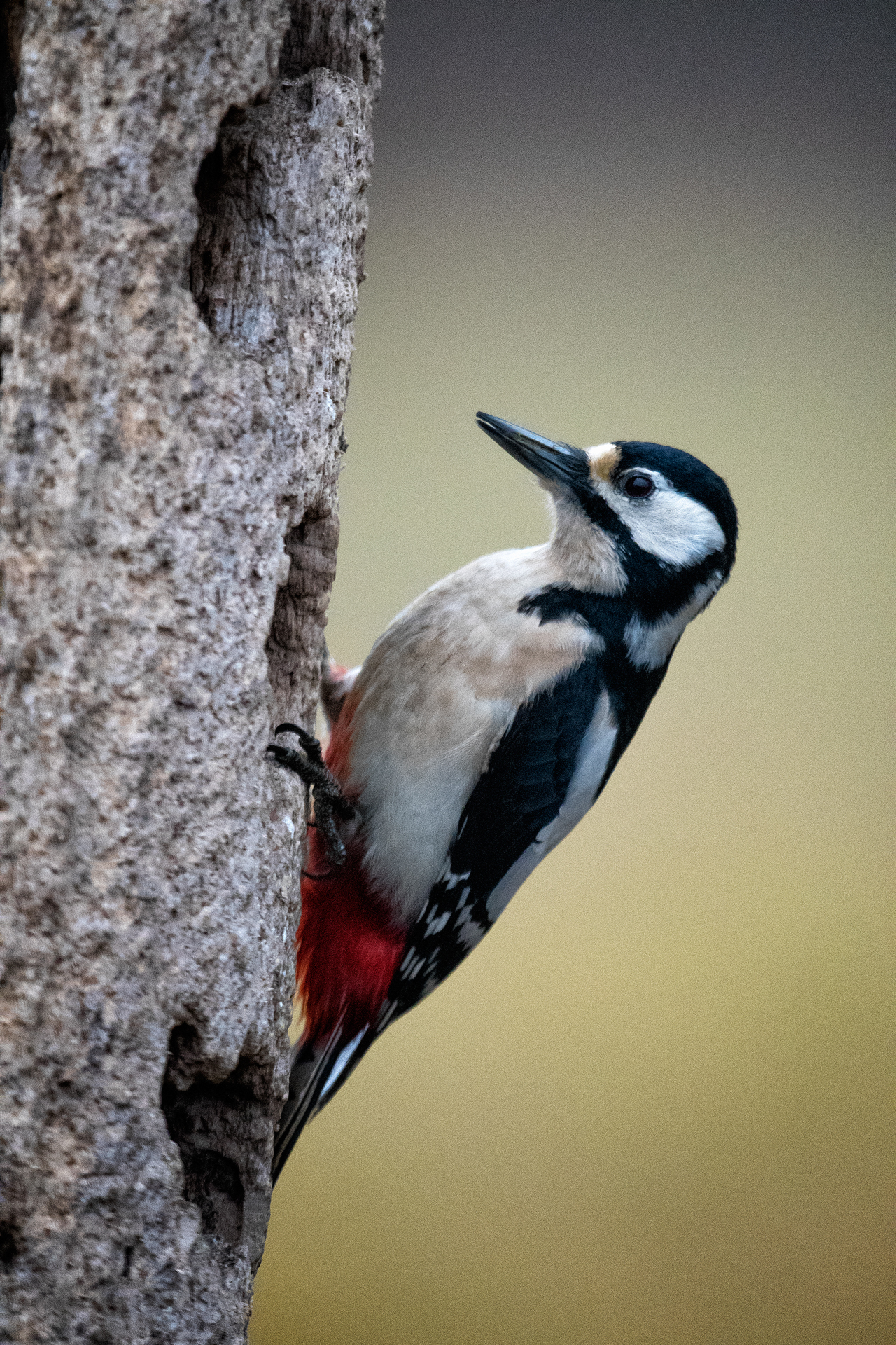 Spotted woodpecker