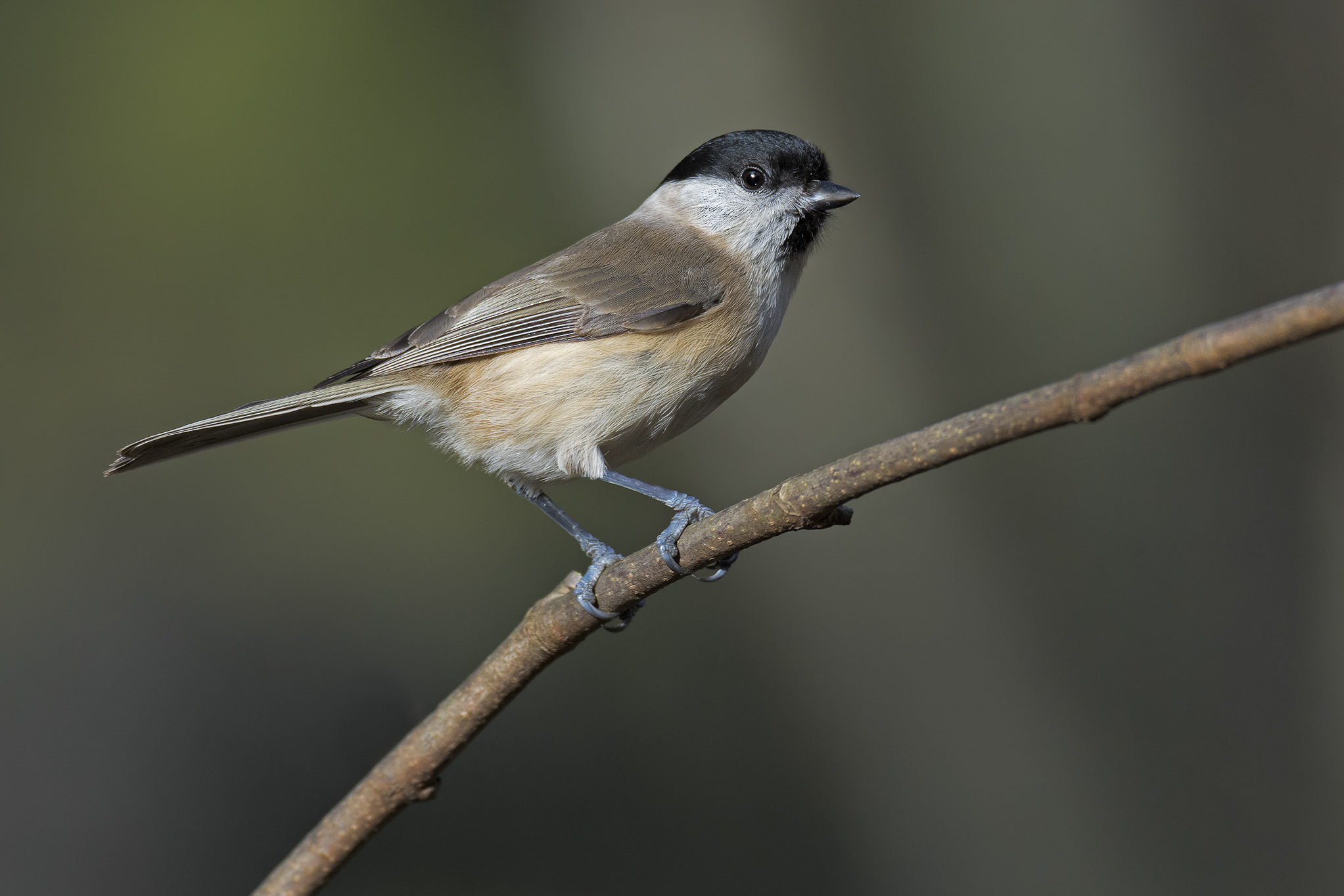 cincia bigia (Poecile palustris)