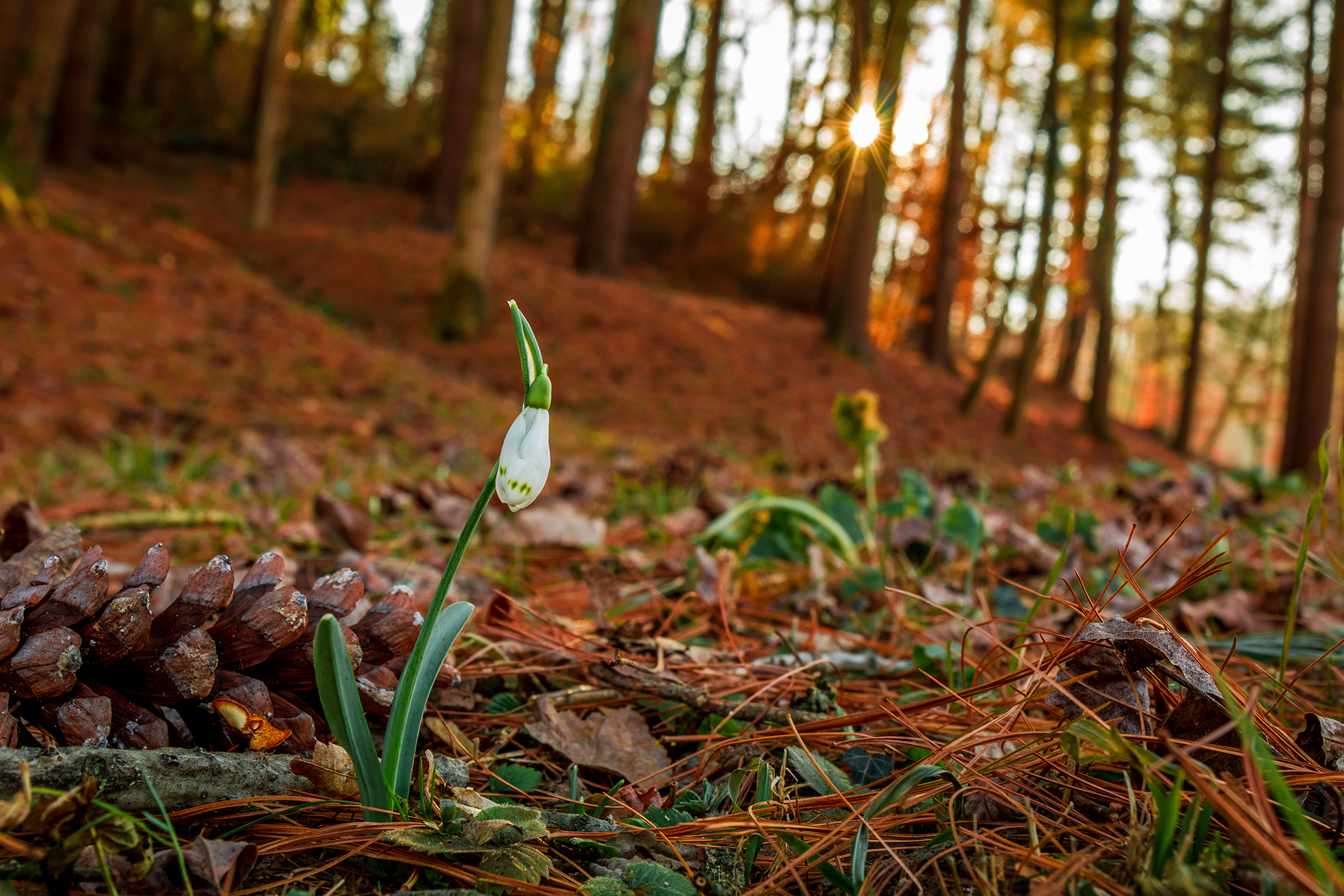 Snowdrop