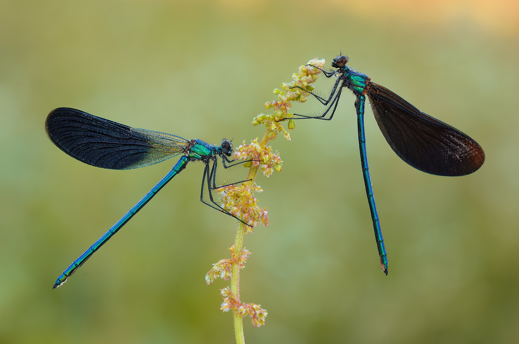 Virgo splendens vs. ...