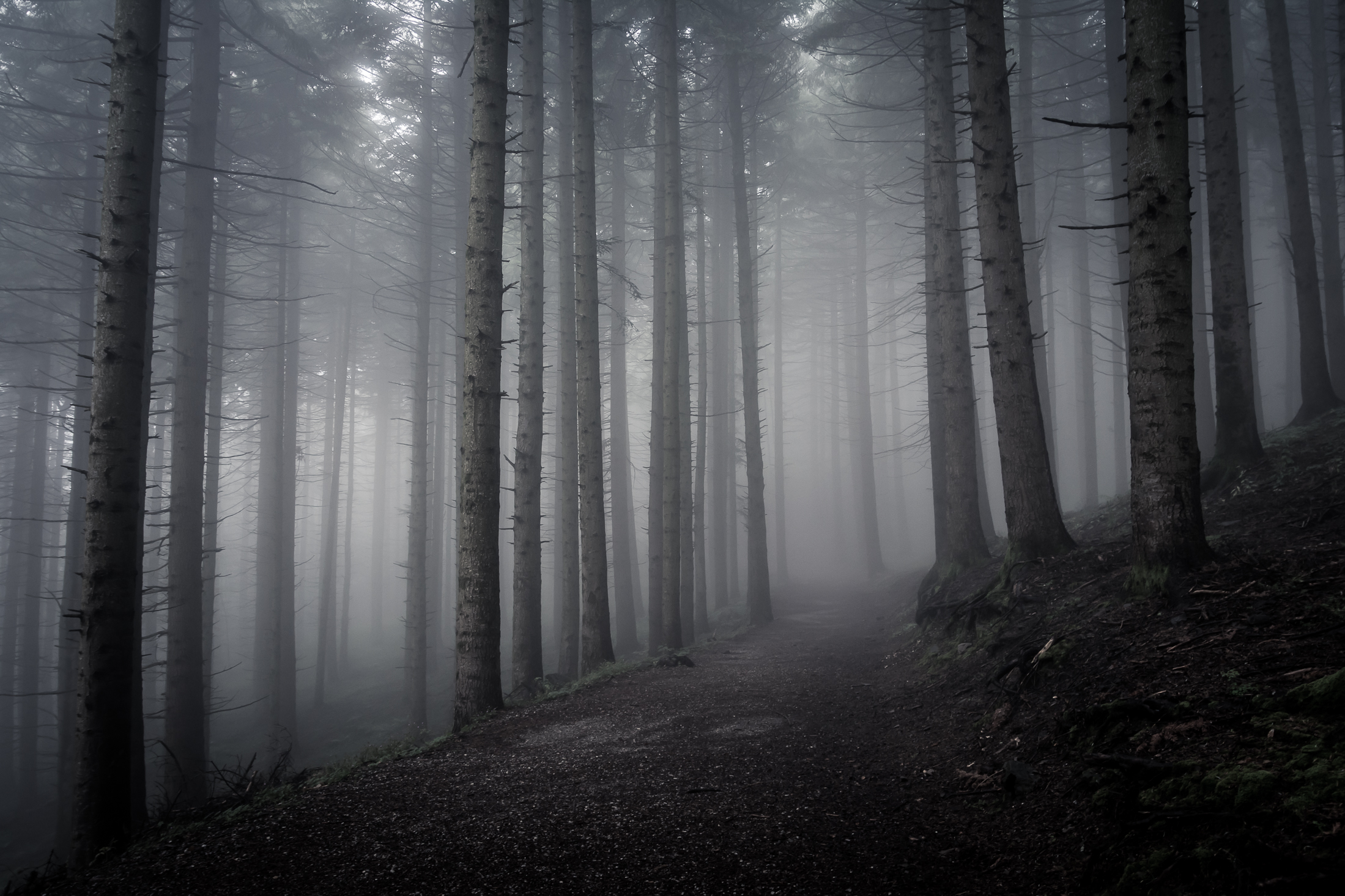 There is a road in the woods