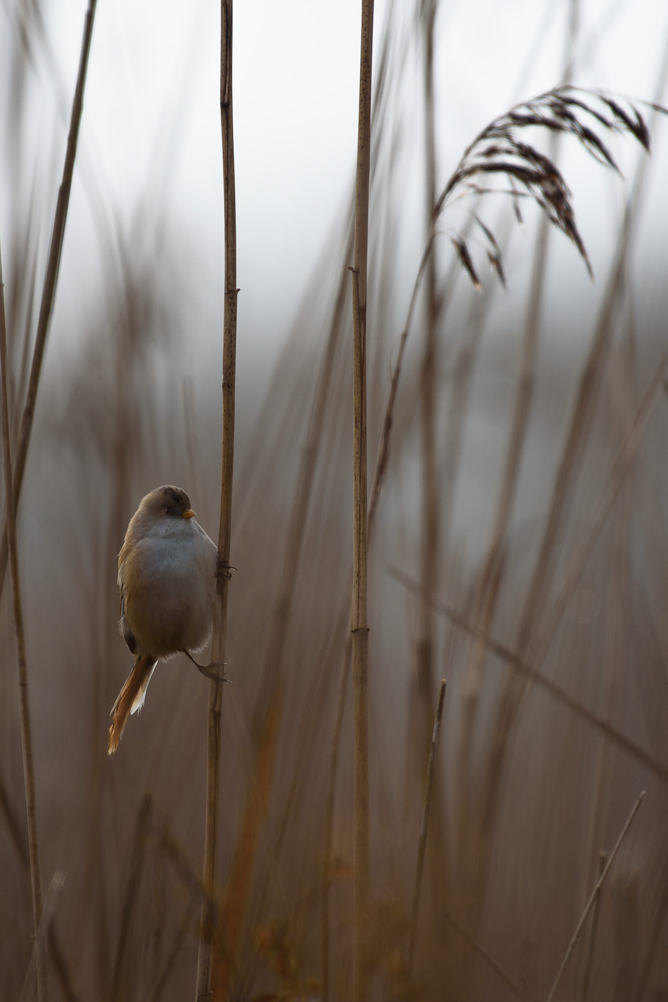 Female Bearded Tit