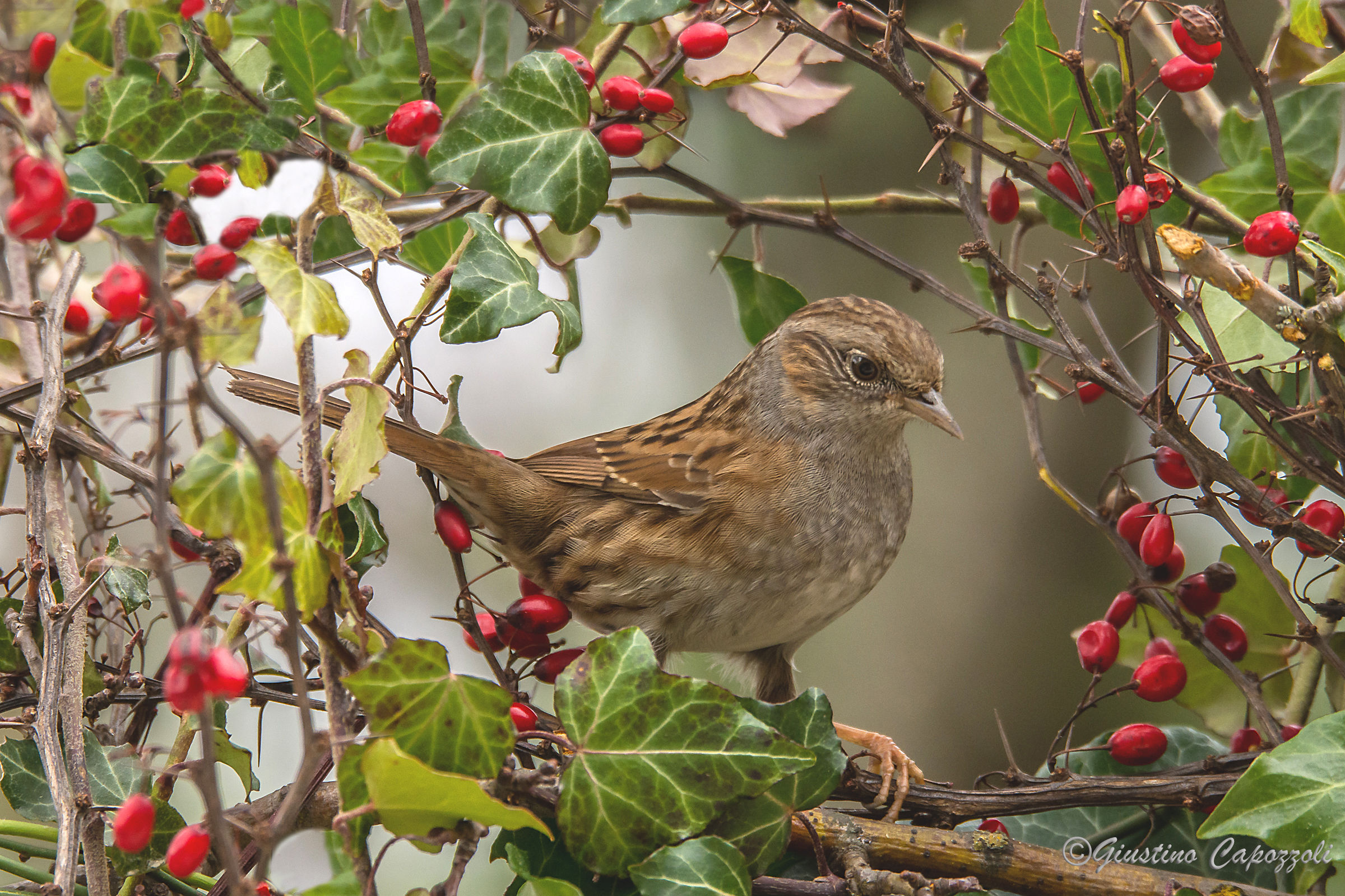 Dunnock in the berries