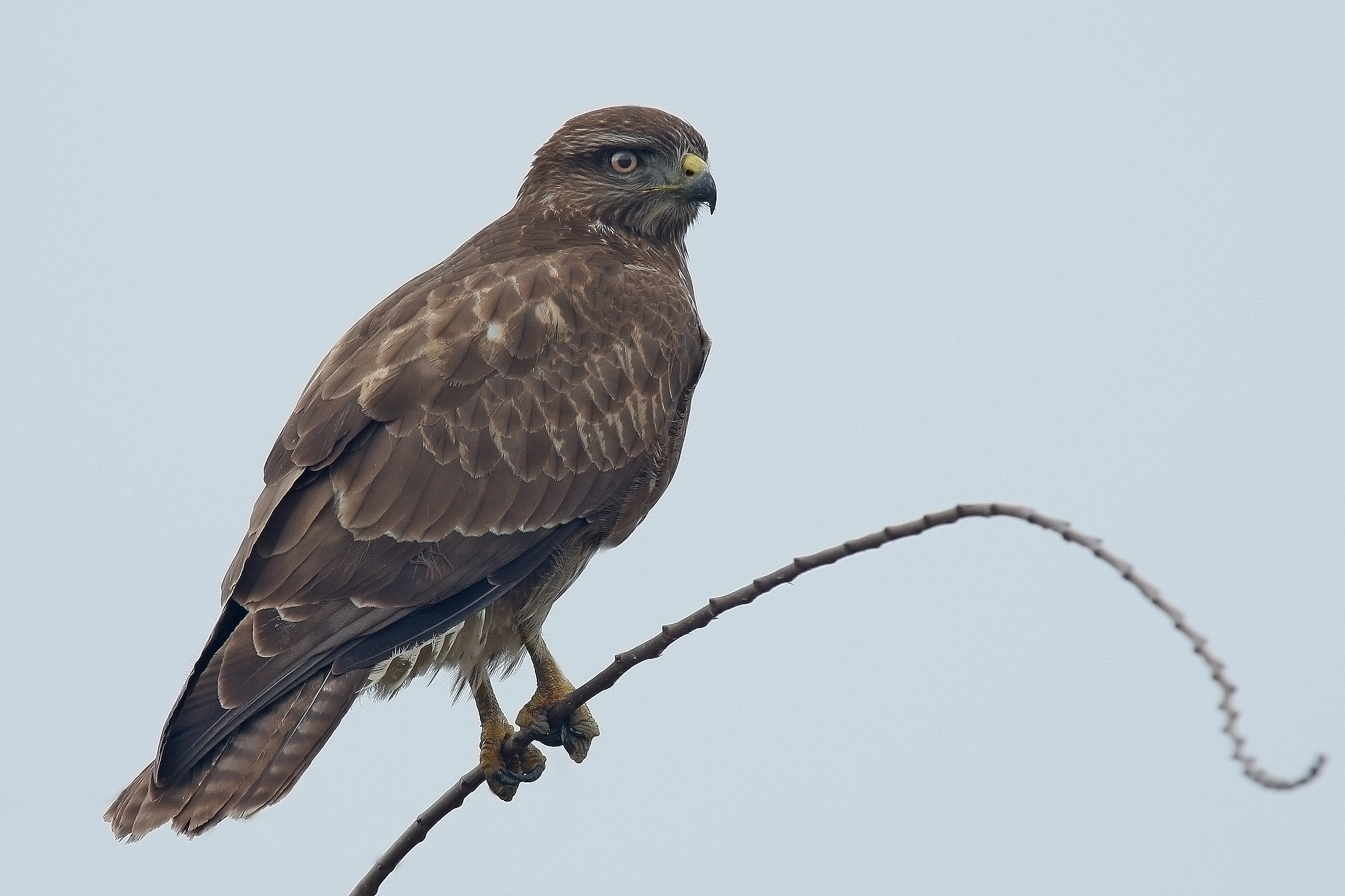 Buzzard
