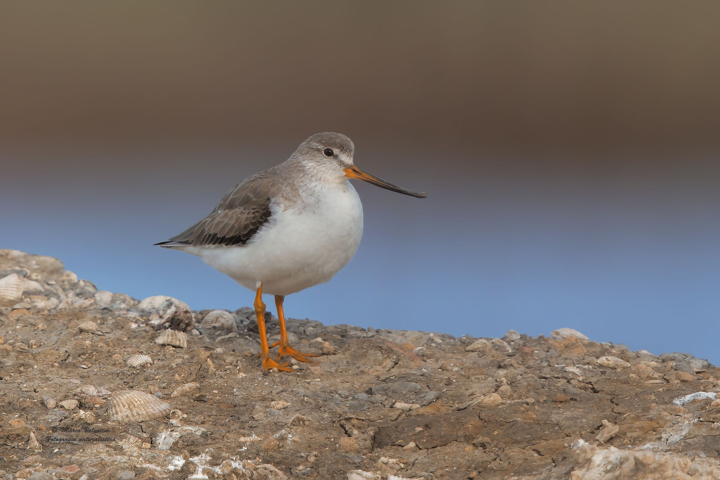 The most coveted wader