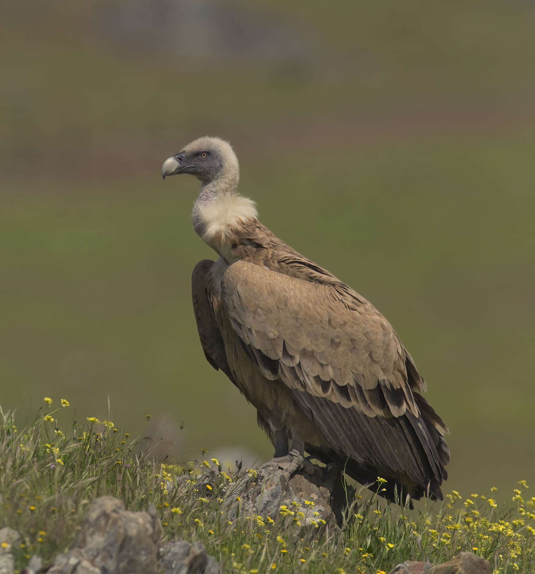 grifone (estremadura)