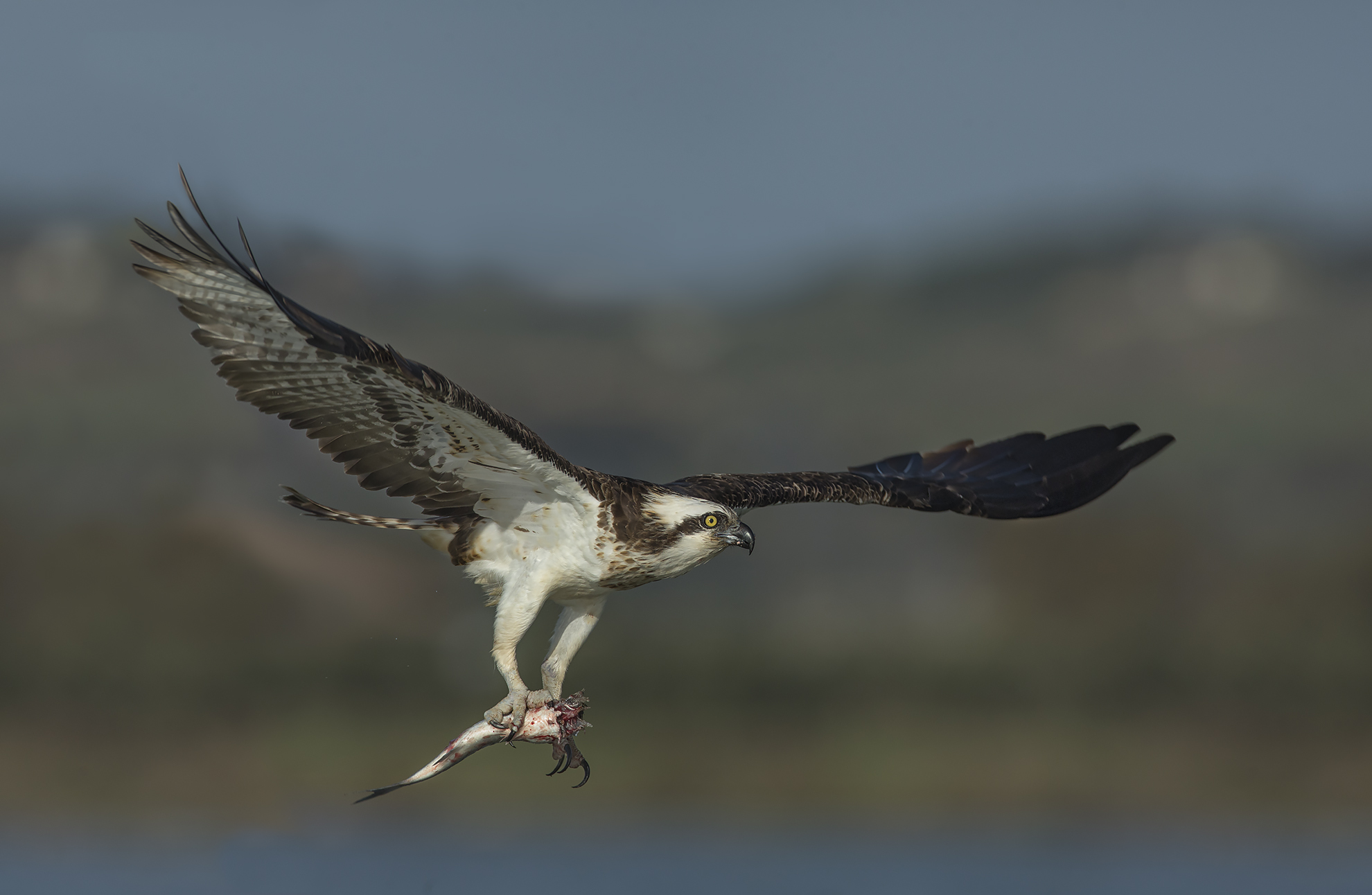 altro Falco pescatore