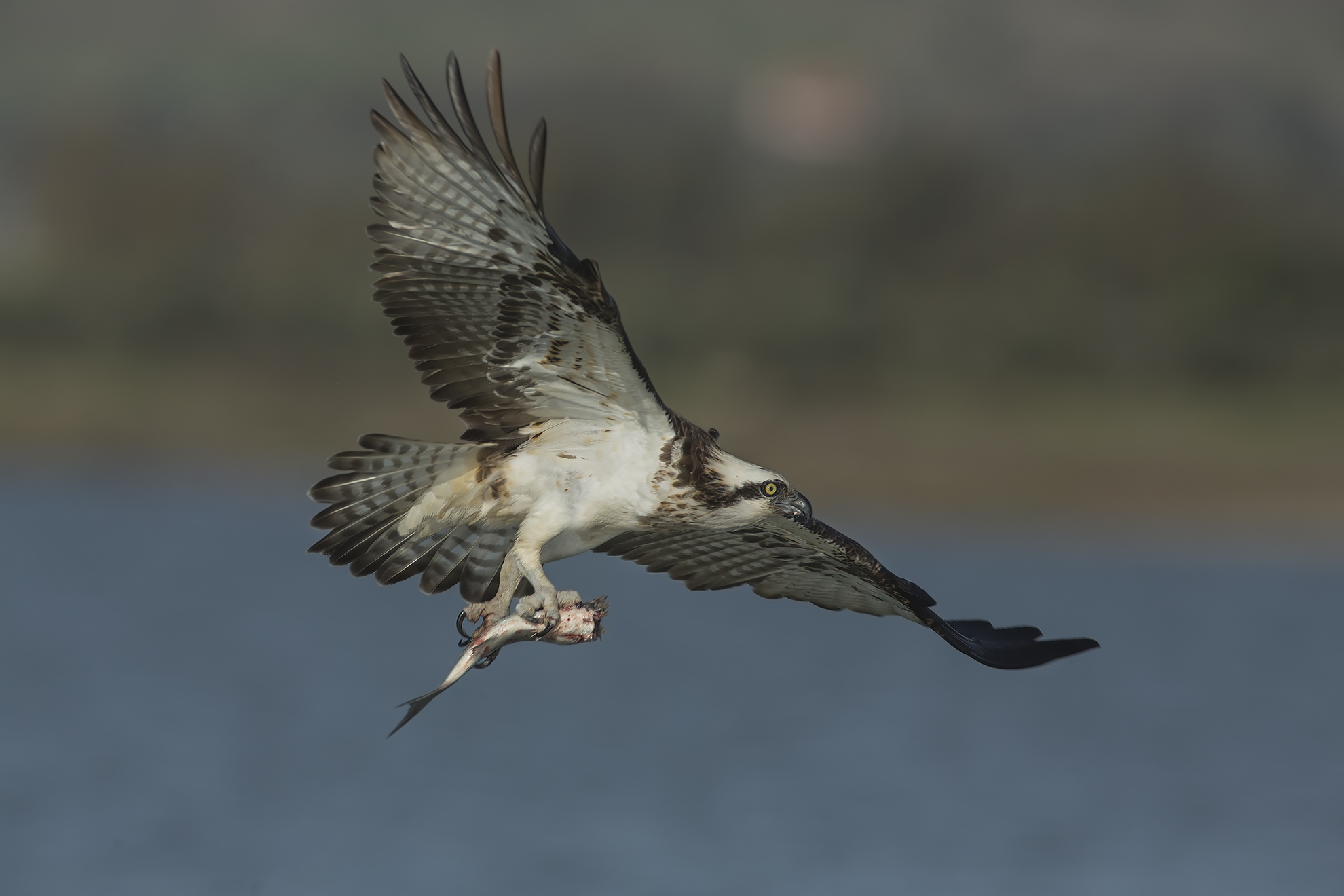 altro Falco pescatore
