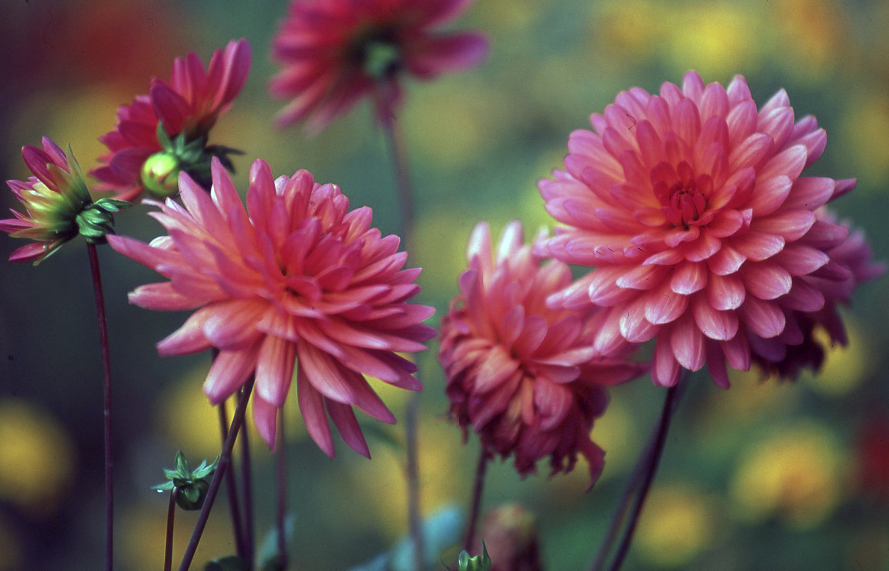 Dalie nel mio giardino