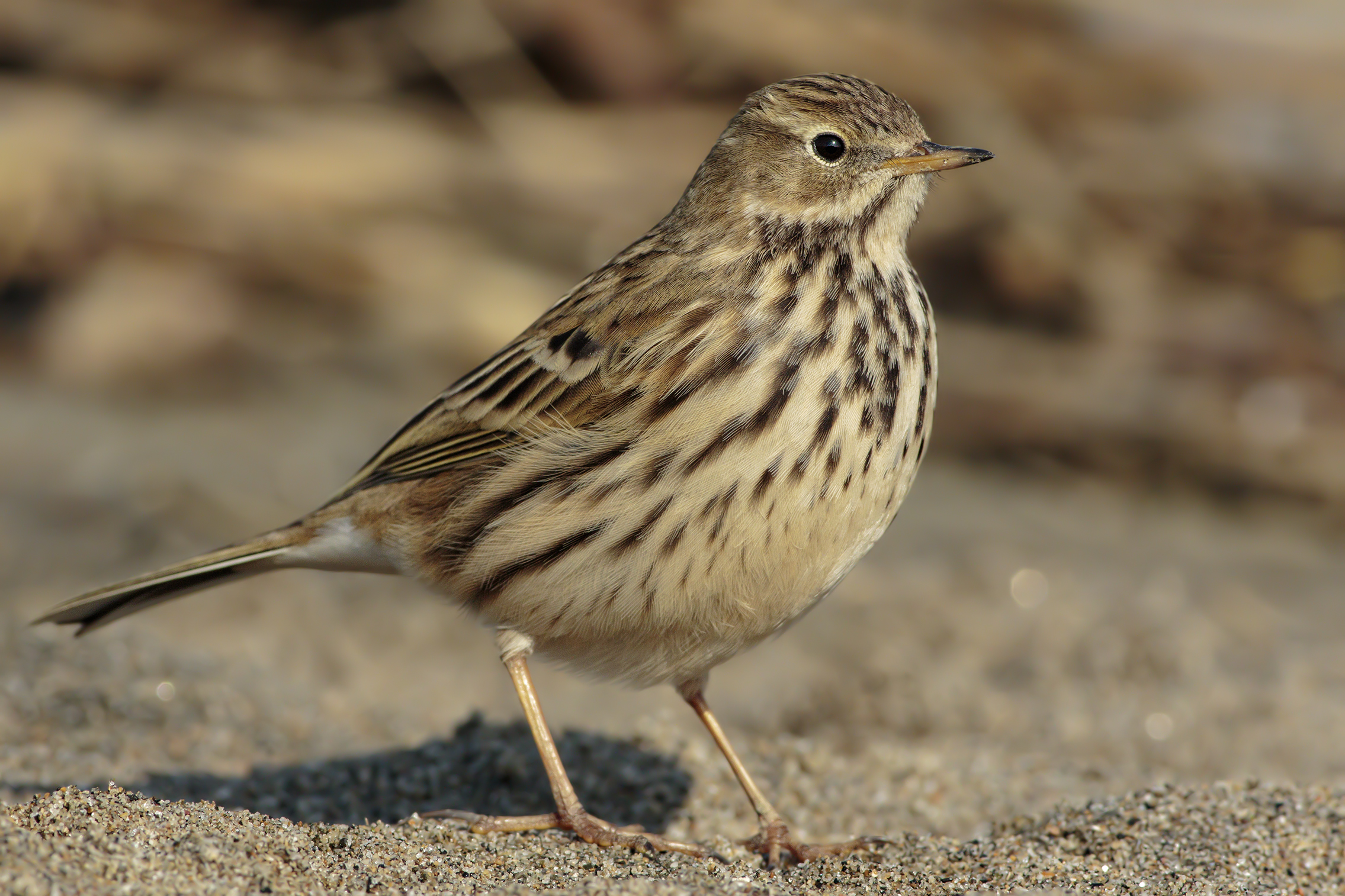 Pipit