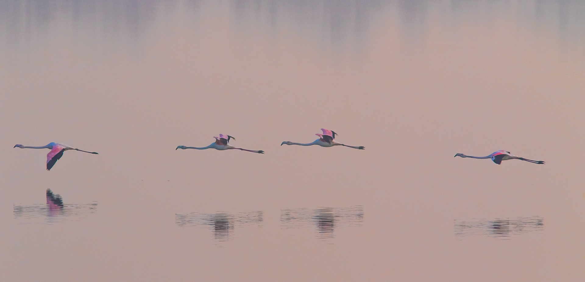 Flamingos in Training
