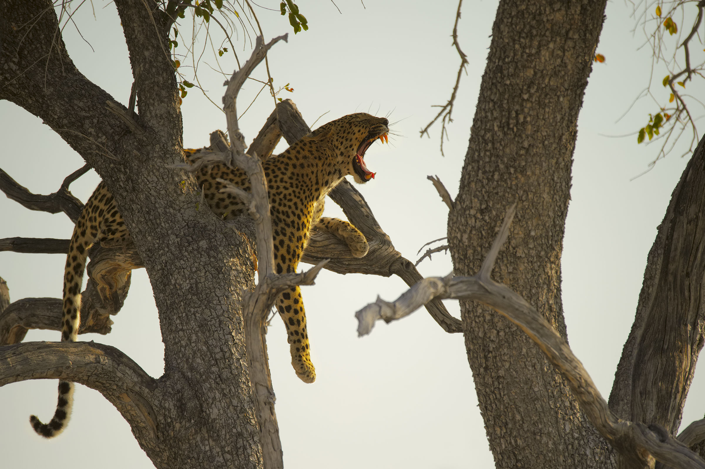 Sleep through the trees