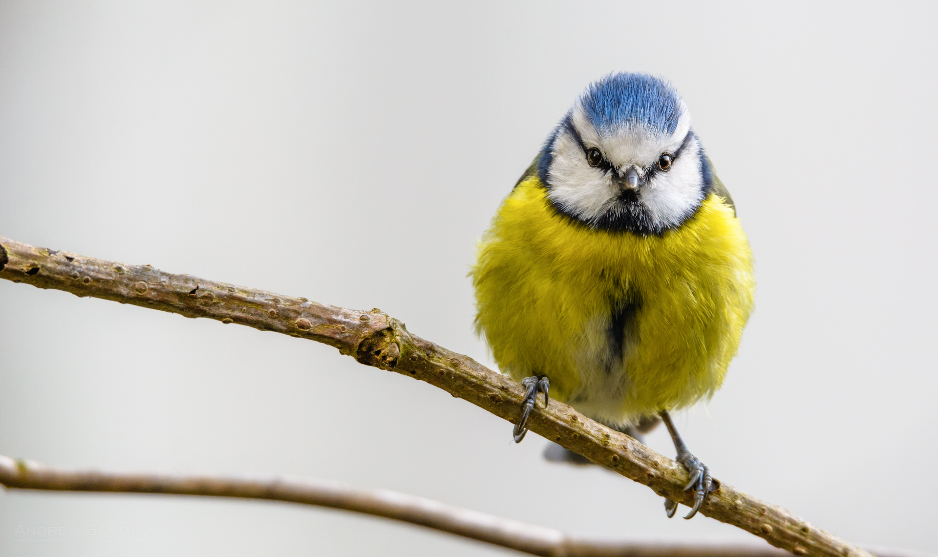 Eurasian blue tit ( Cyanistes caeruleus)