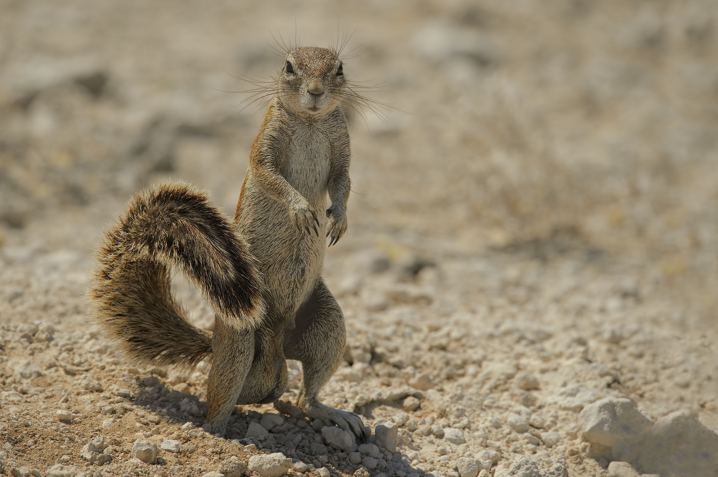 Scrat Namibian