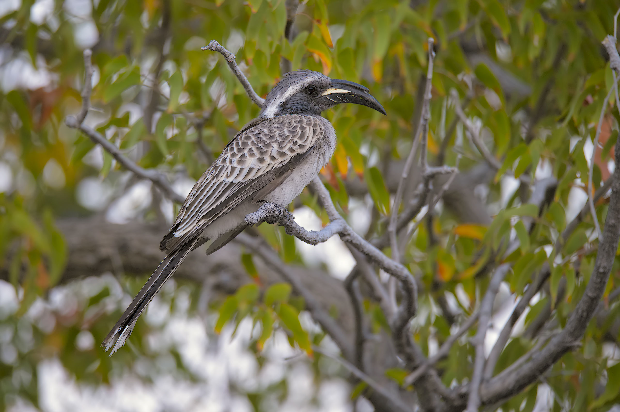 The Hornbill you do not expect