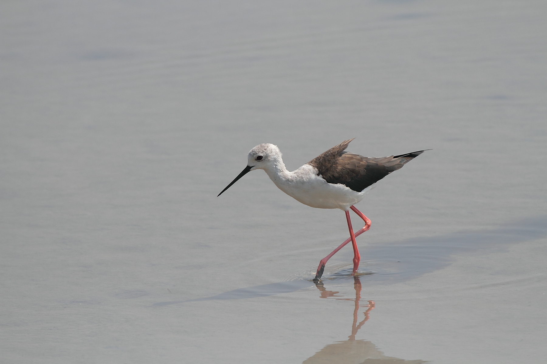 Young Rider of Italy