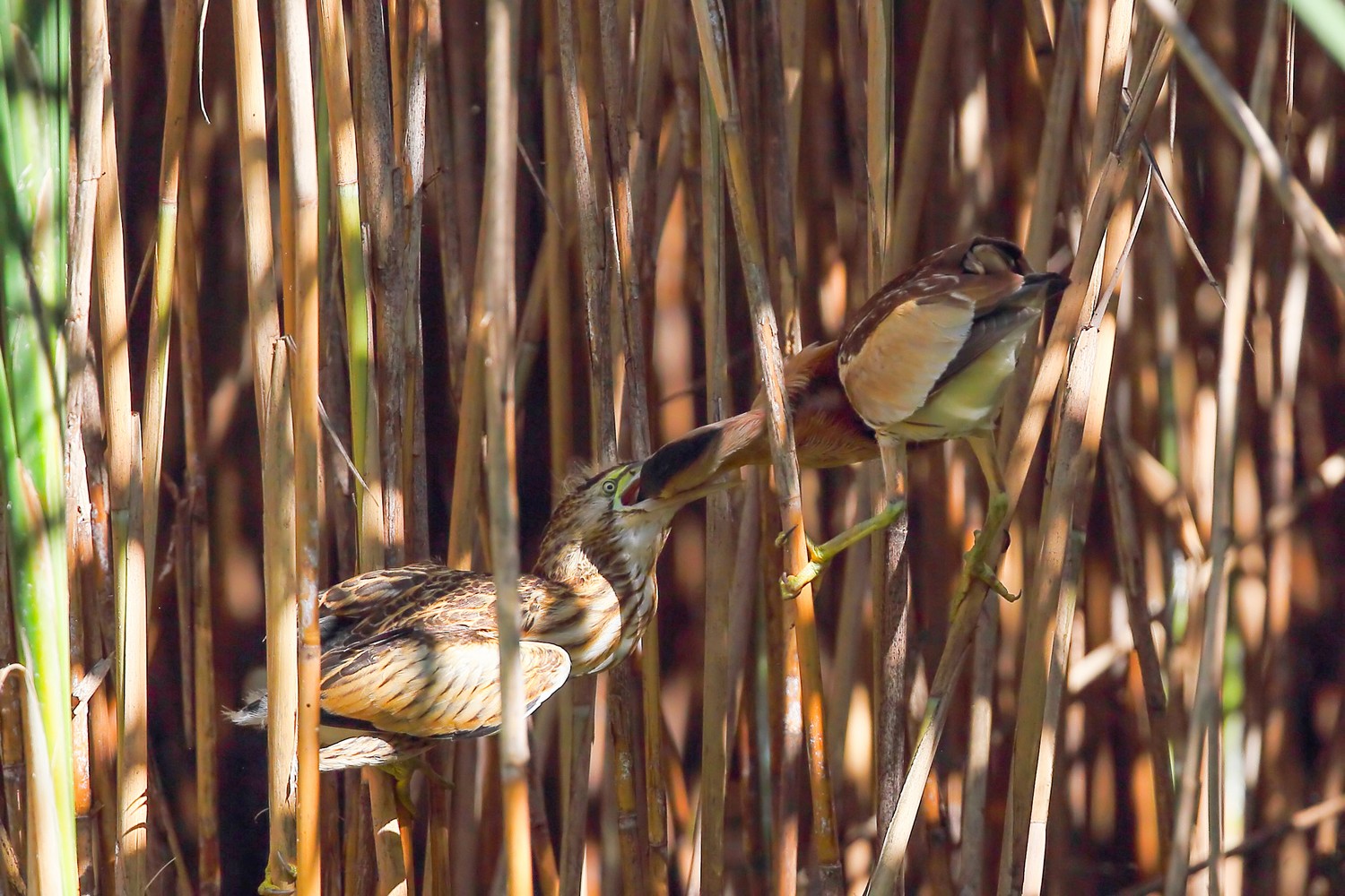 Tarabusini - imbeccata