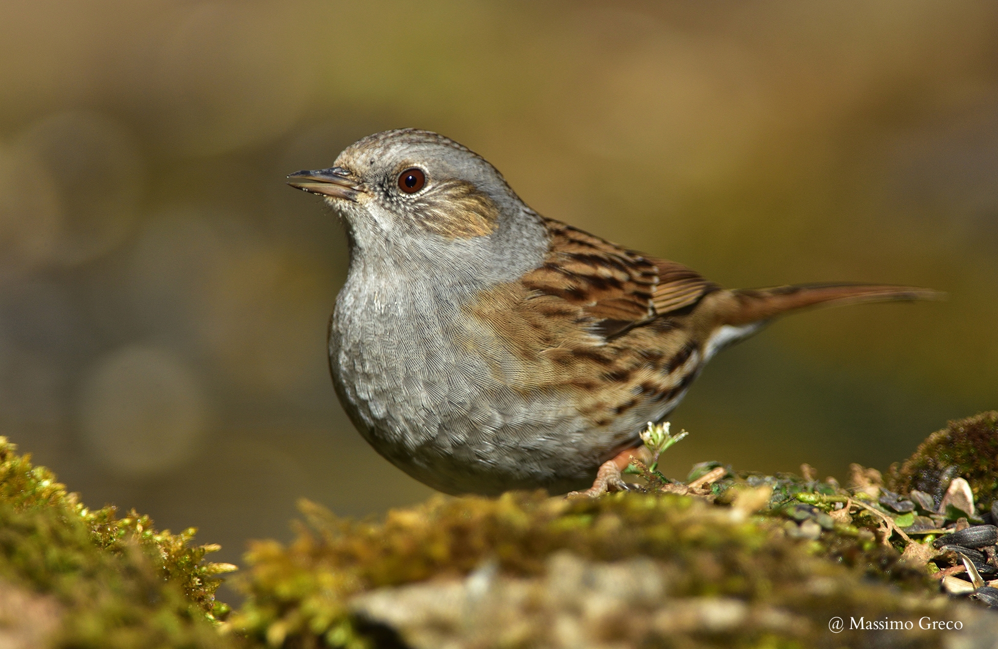 Passera scopaiola (Prunella modularis)