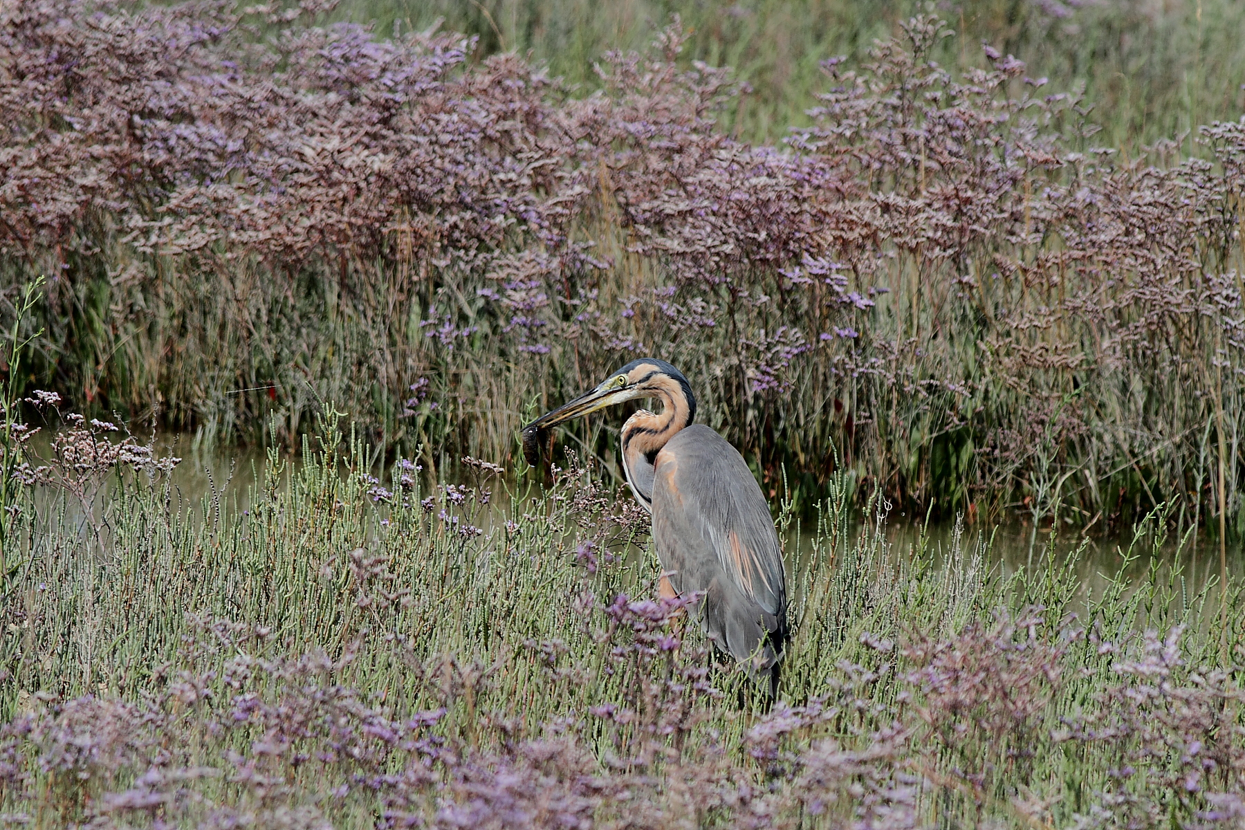 Purple Heron