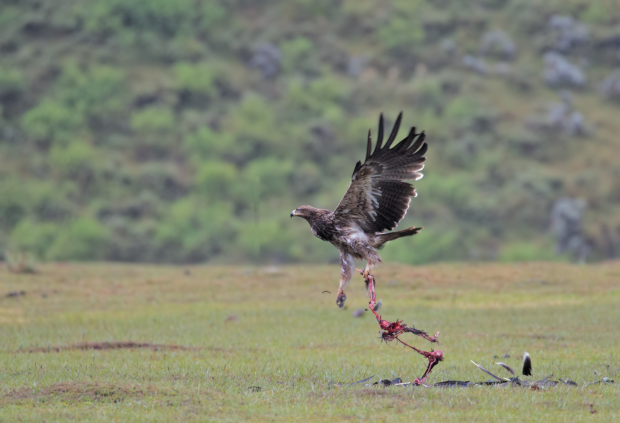 Aquila rapace con i resti di una cicogna