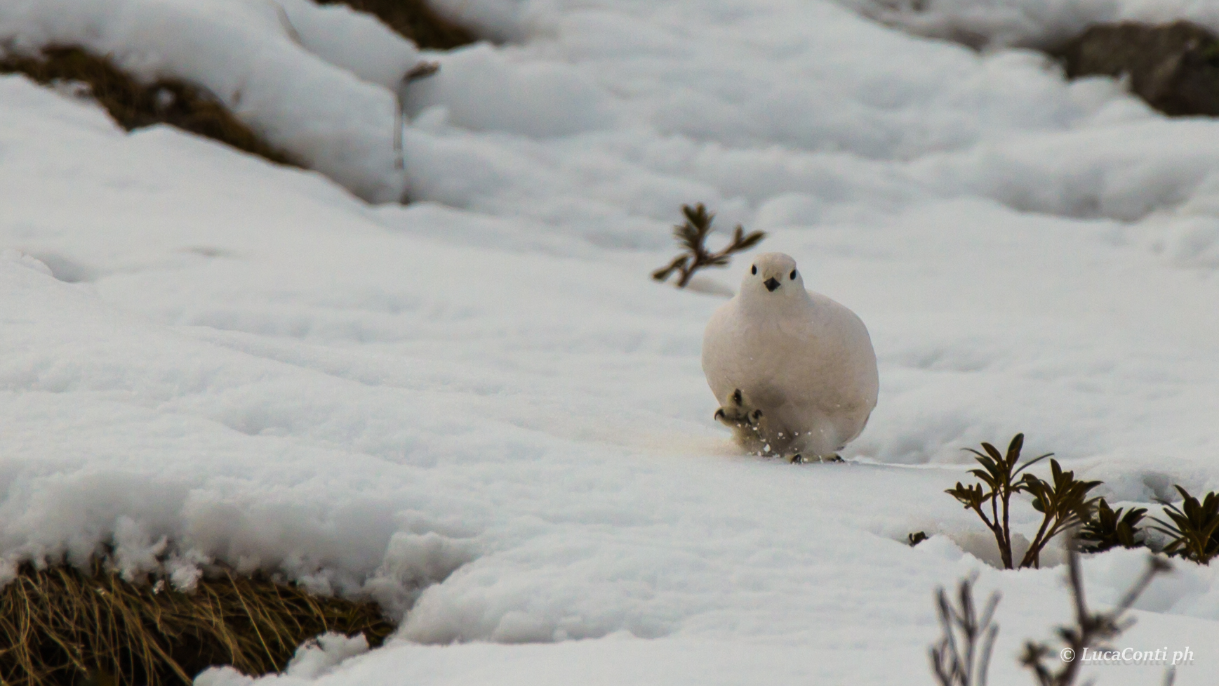 ptarmigan in Valsassina