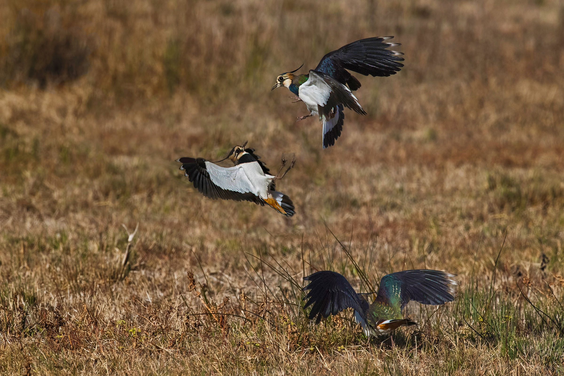 duello con spettatore