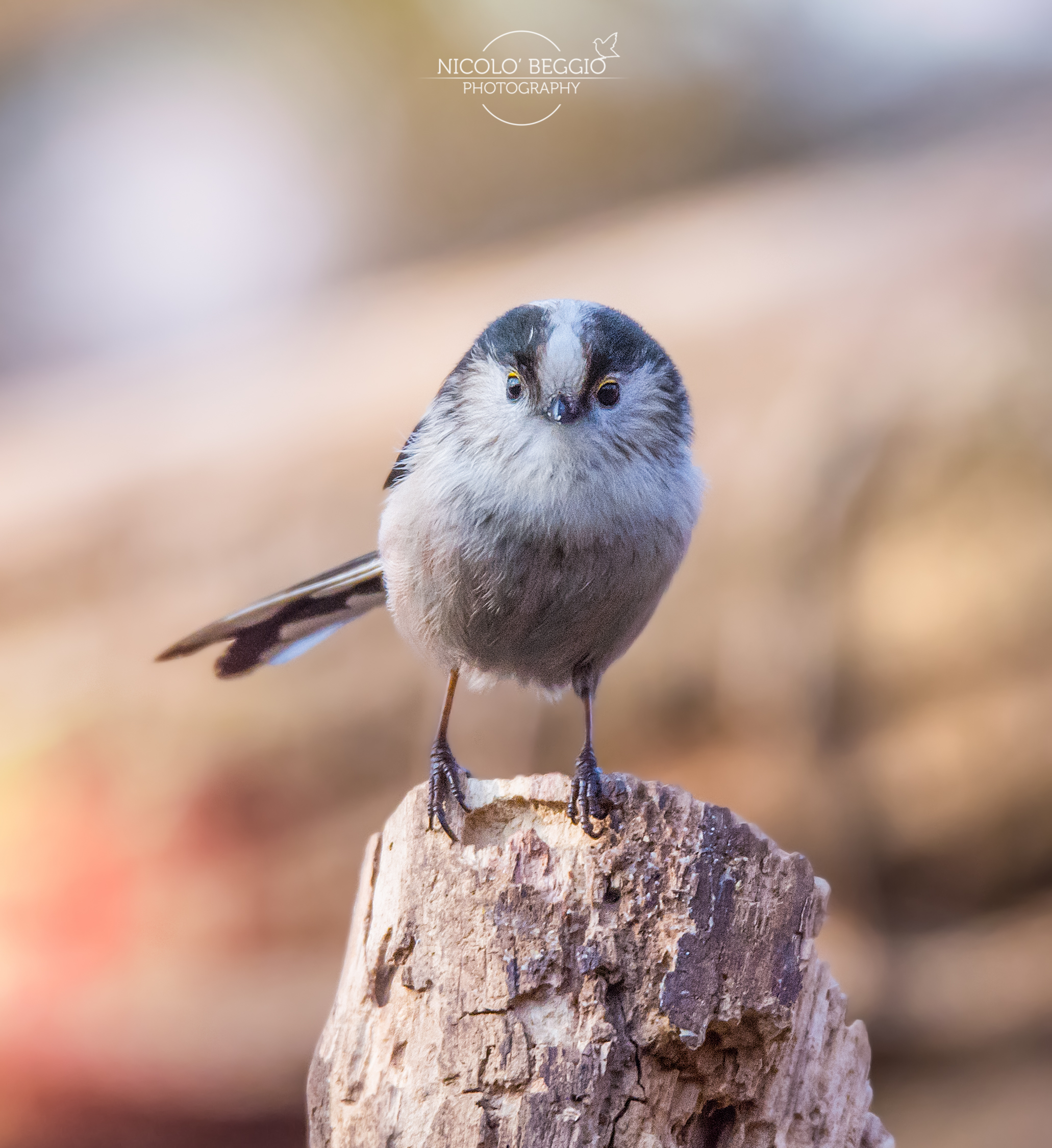 Un simpatico Codibugnolo