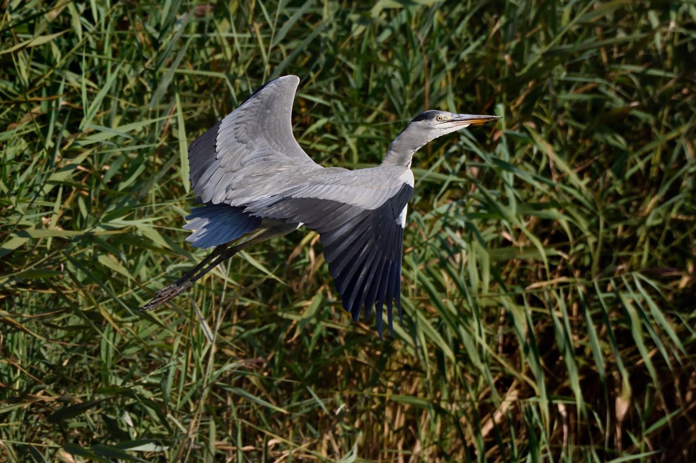 Heron taking off ...