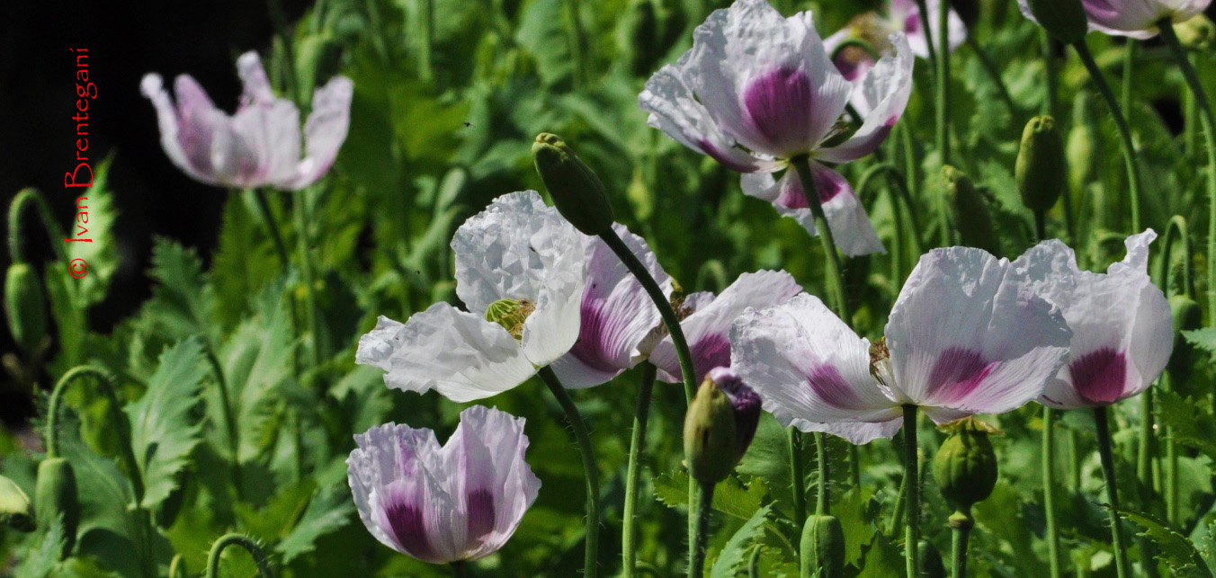 Coltivazione di papaveri a Terento