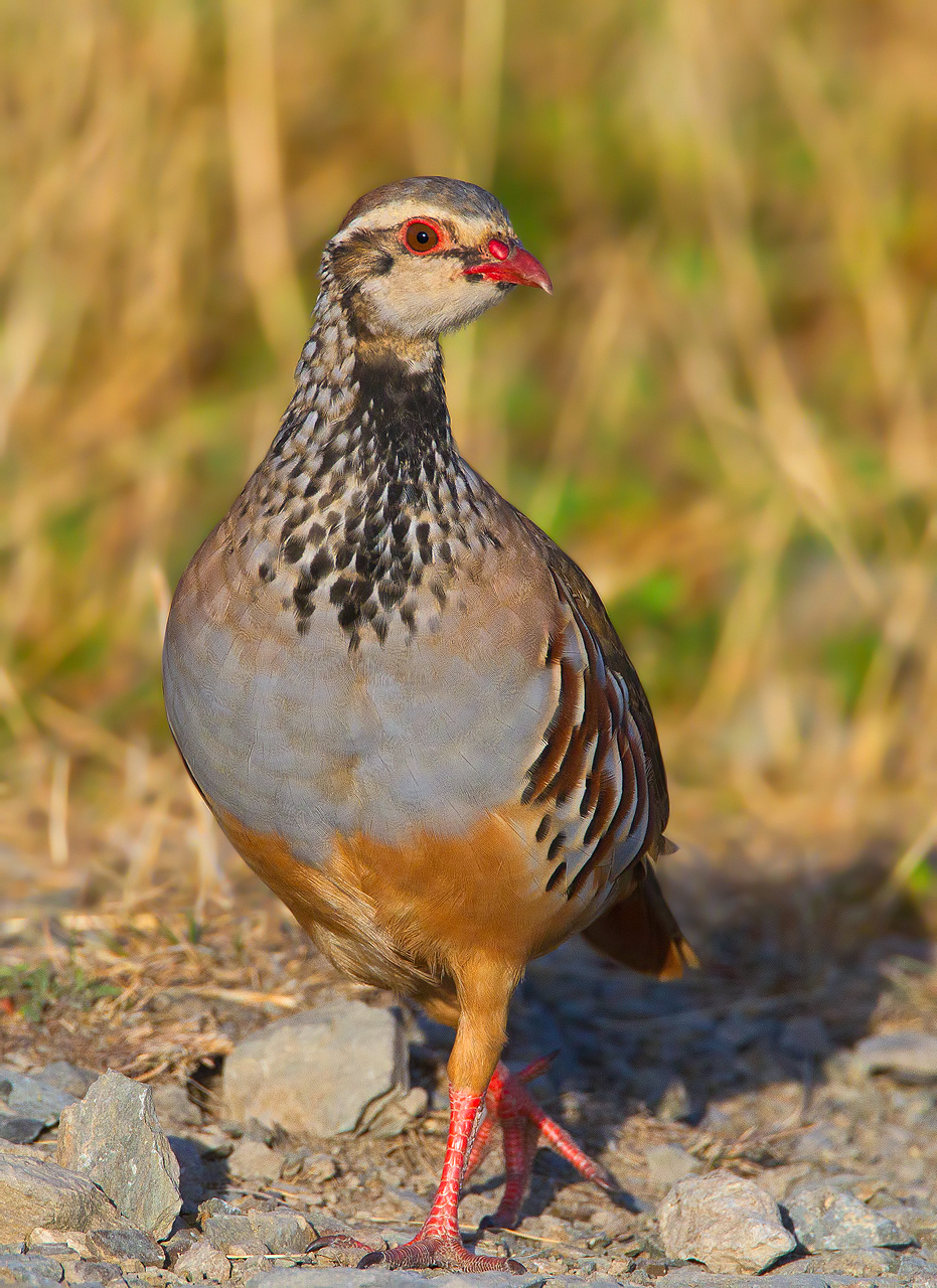 Red-legged partridge