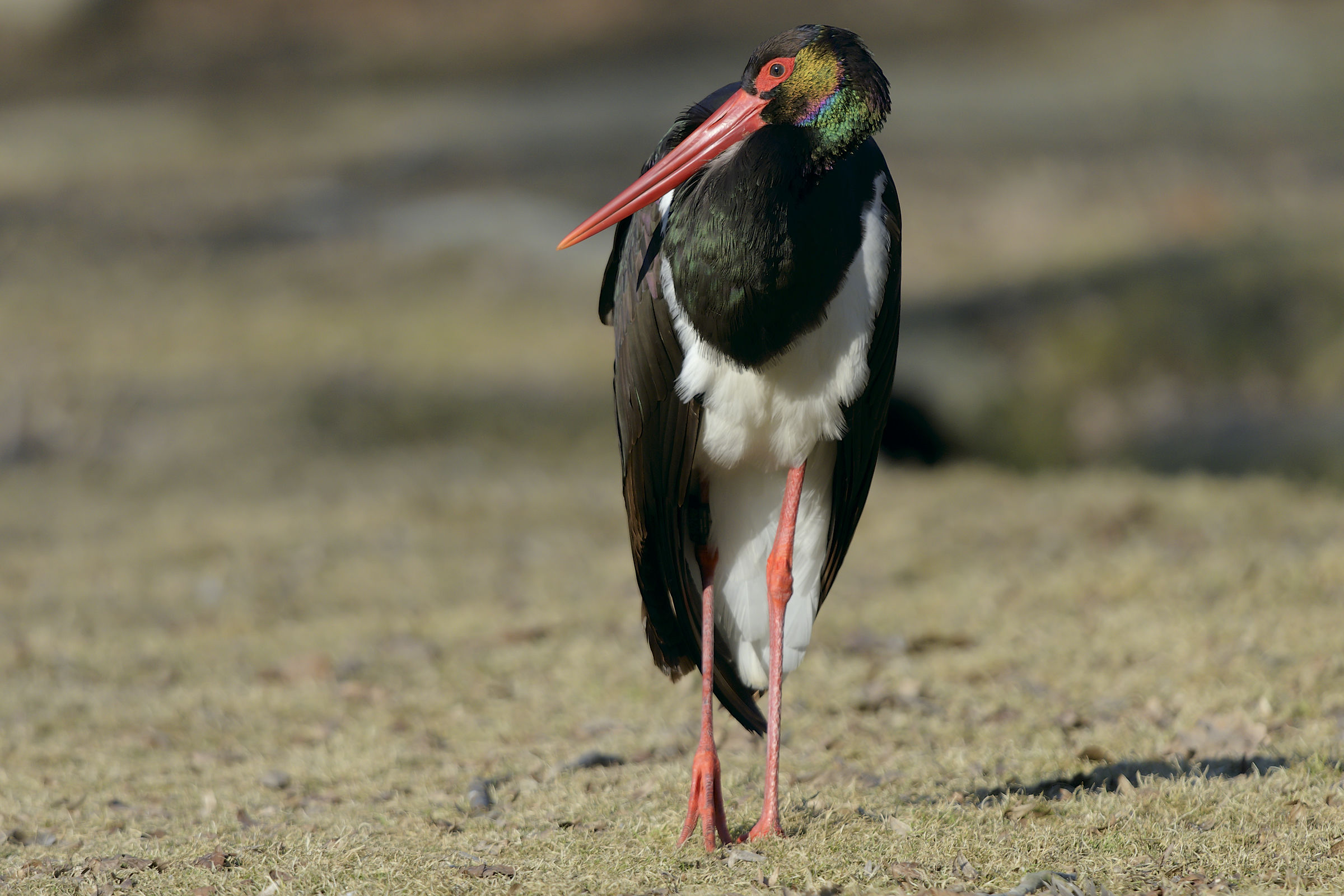 too close to the black stork
