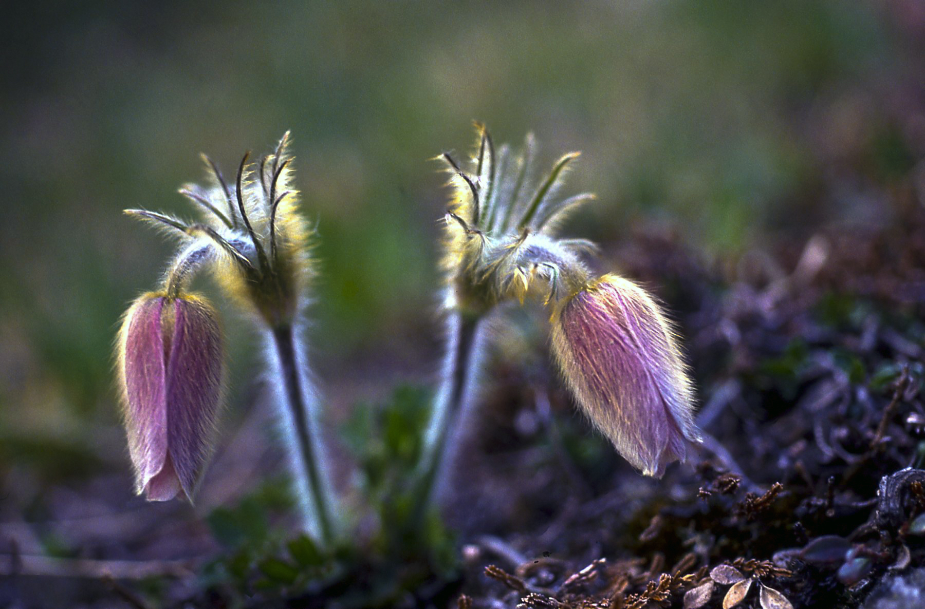 Anemoni di primavers