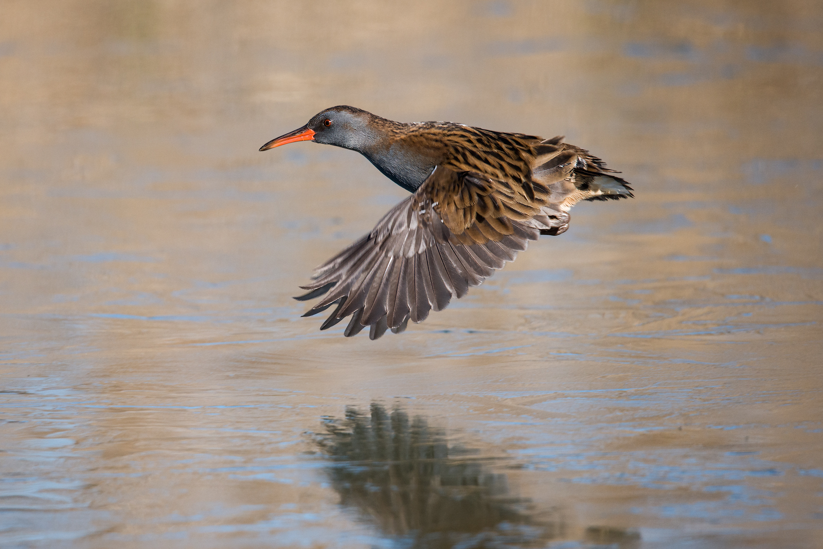 Flying on the ice