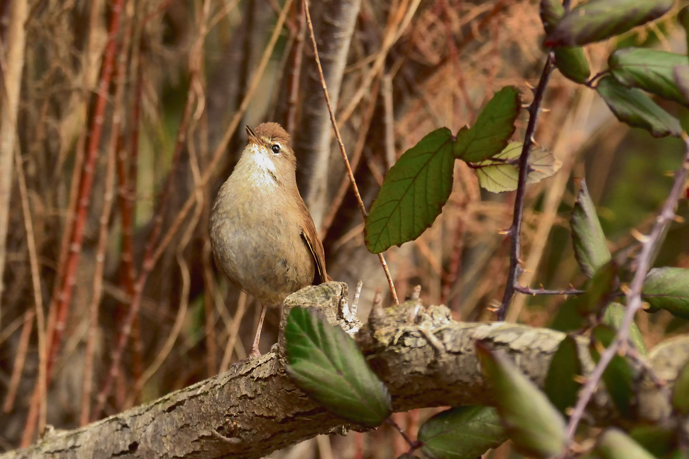 Nightingale River in hand