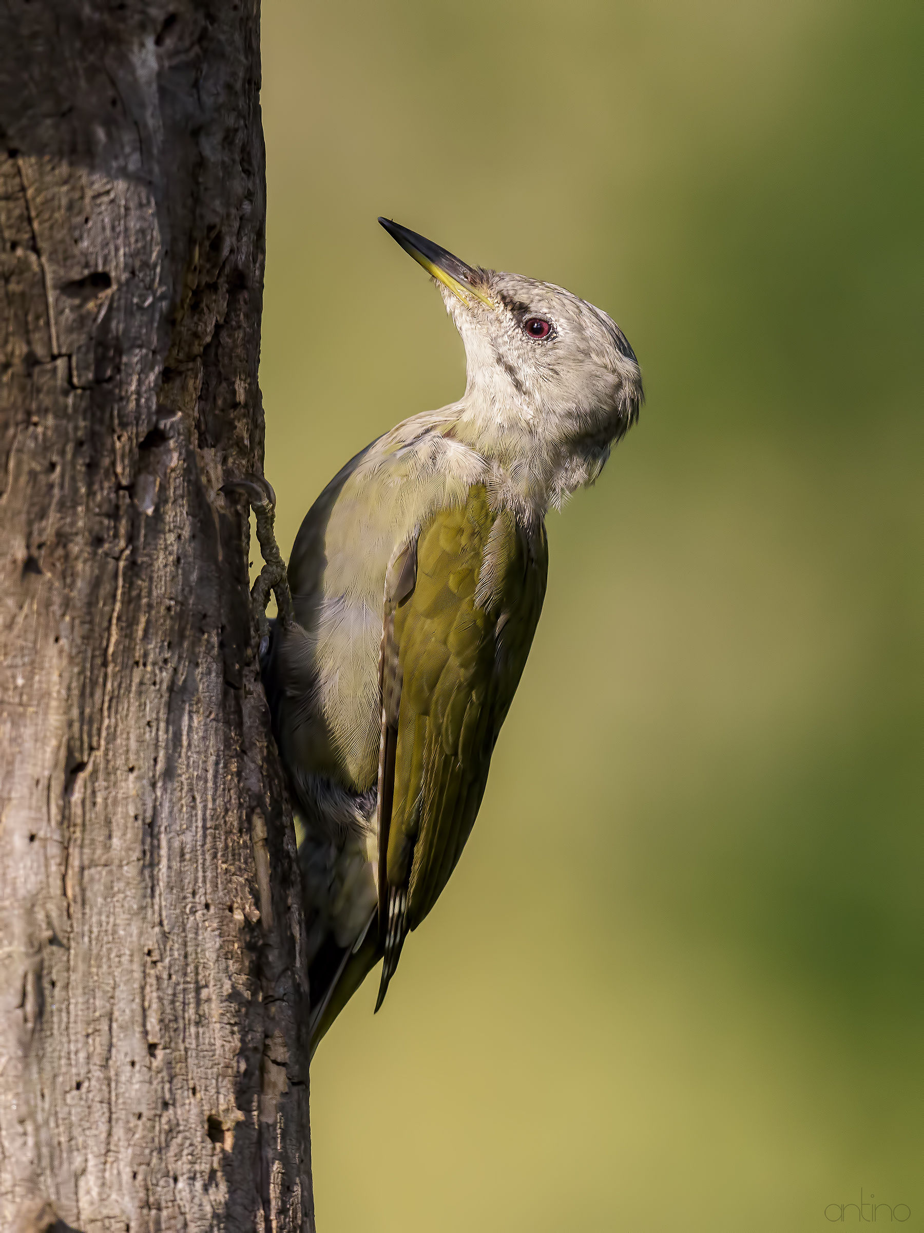 Female Grey-headed Woodpecker