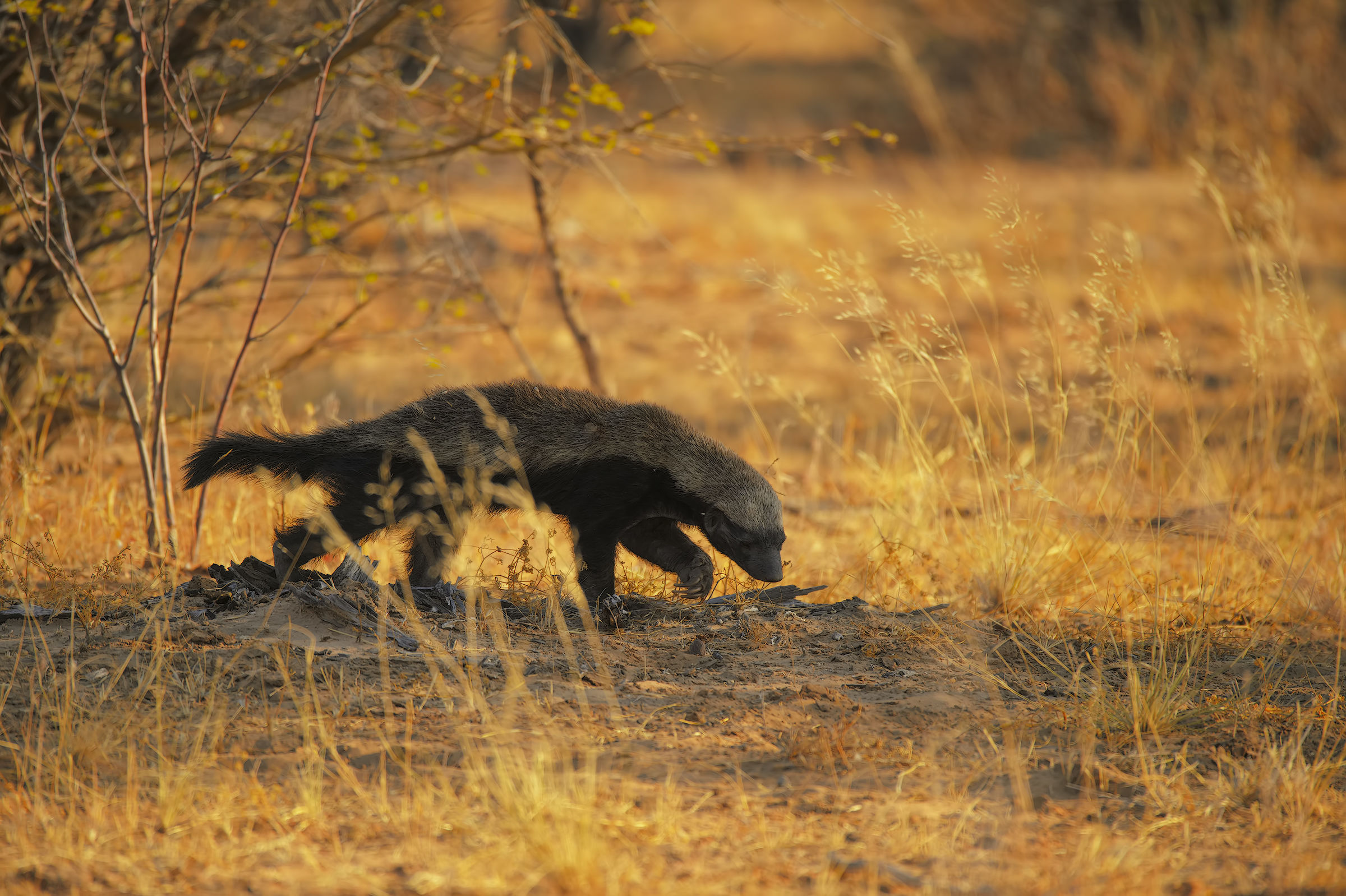 The first time with the rate