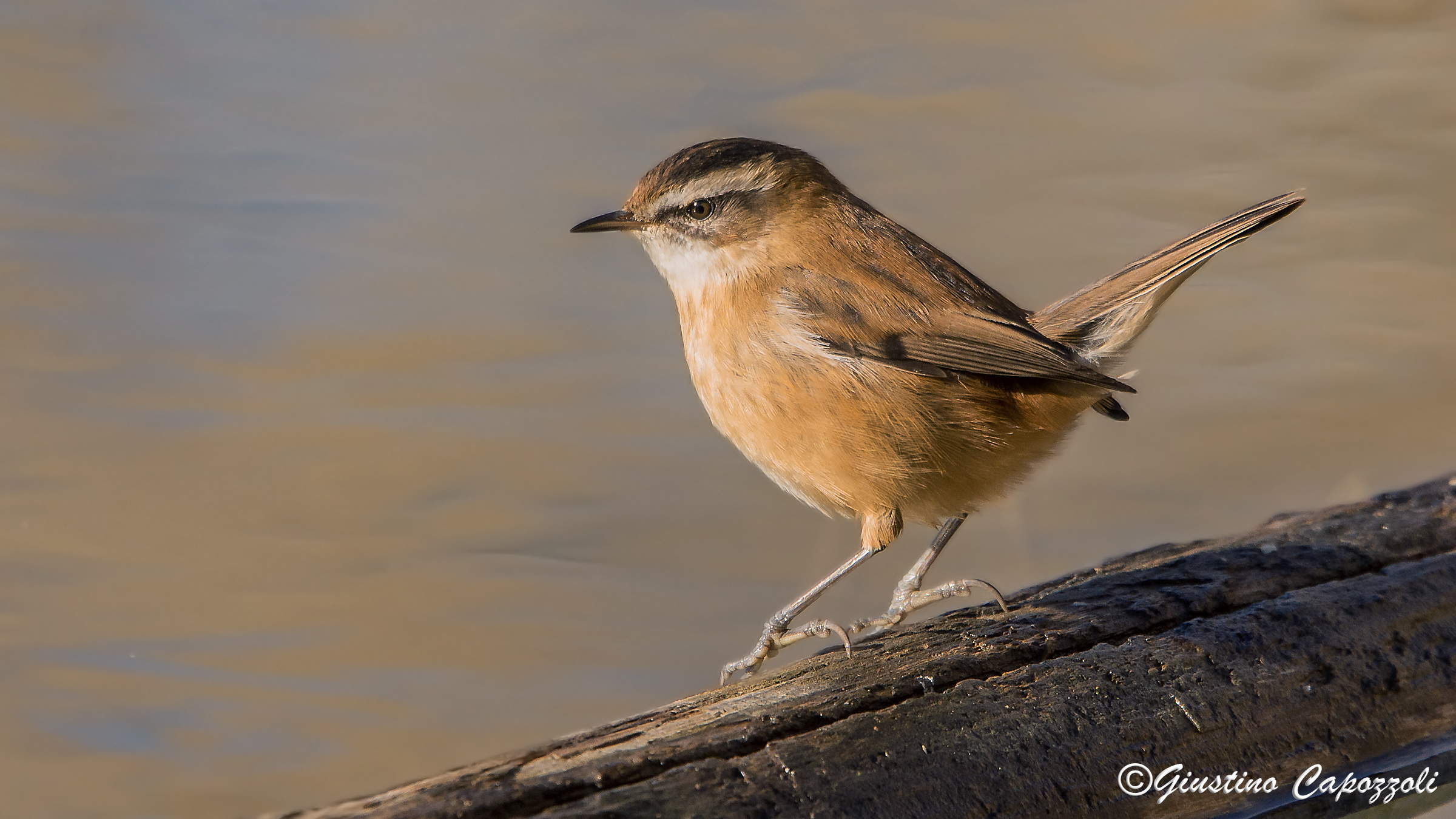 moustached warbler