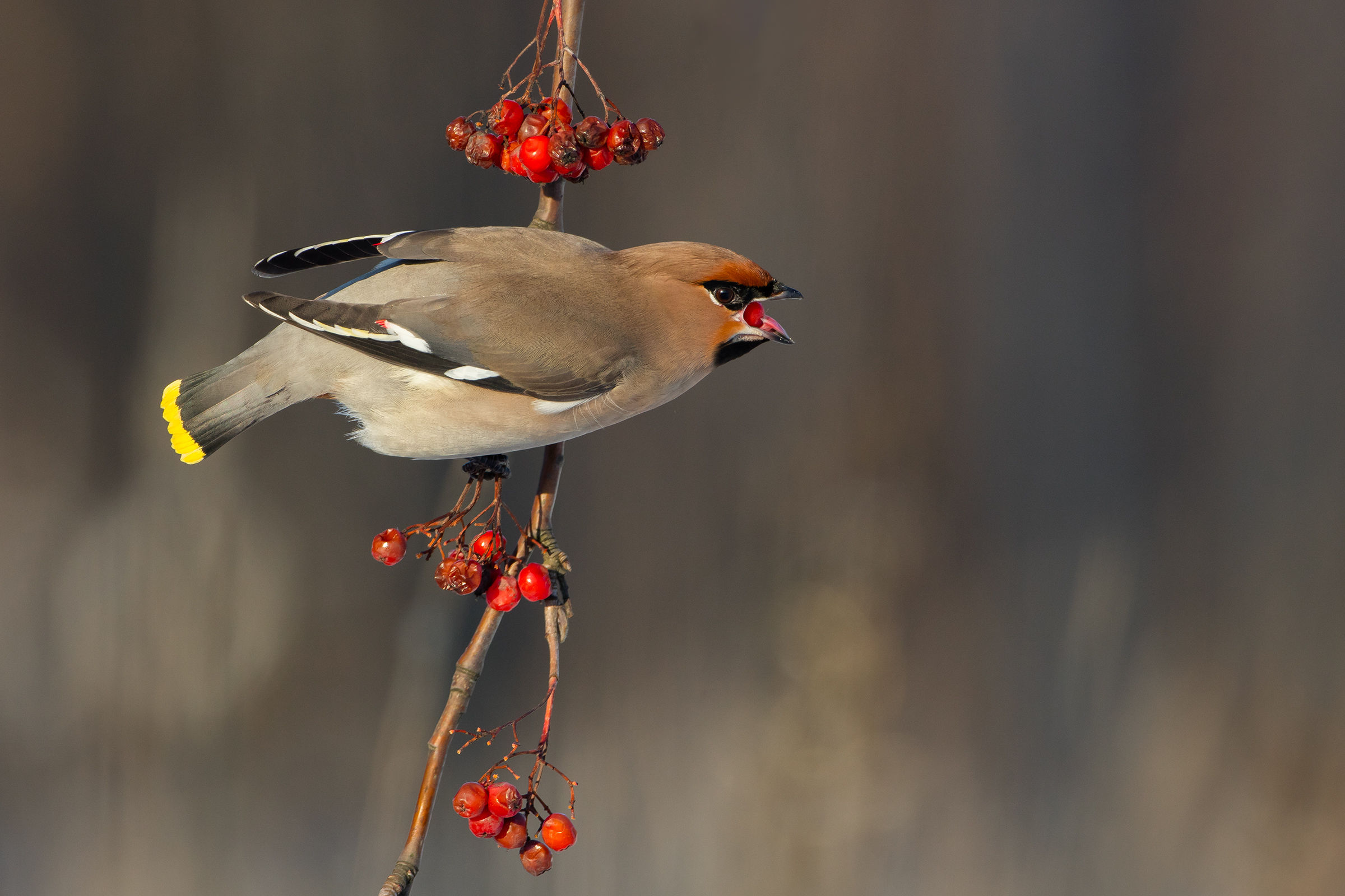 Waxwing