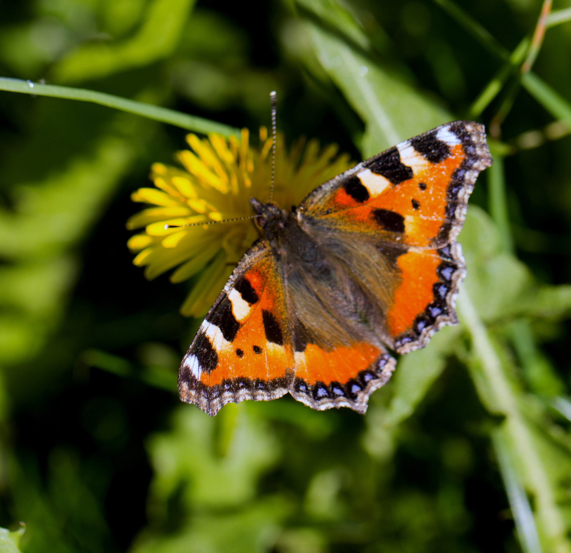 Vanessa atalanta
