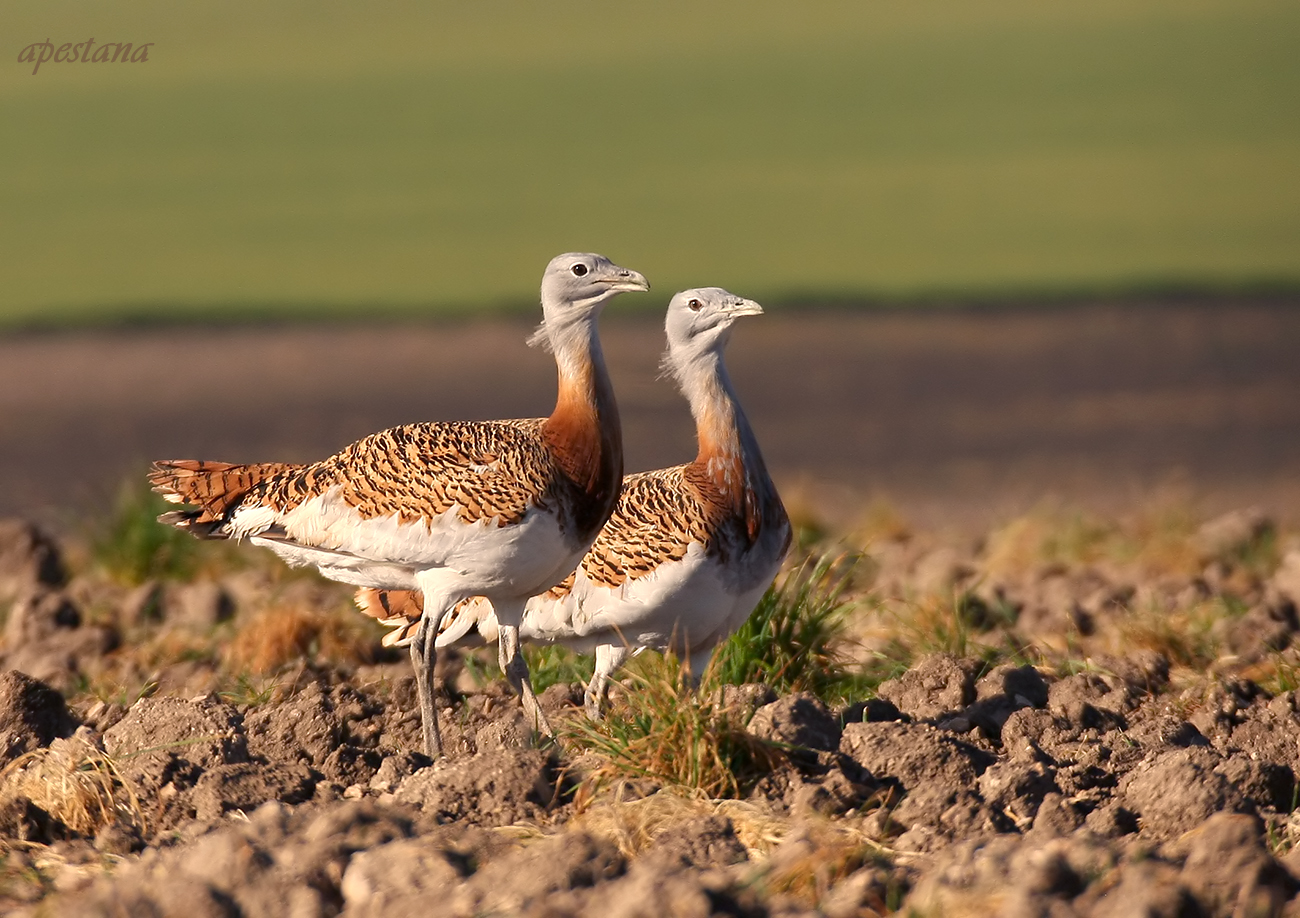 bustard