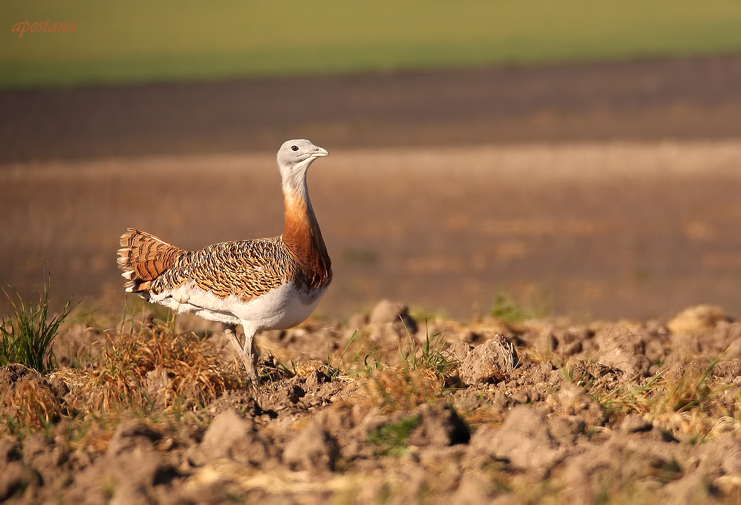 bustard