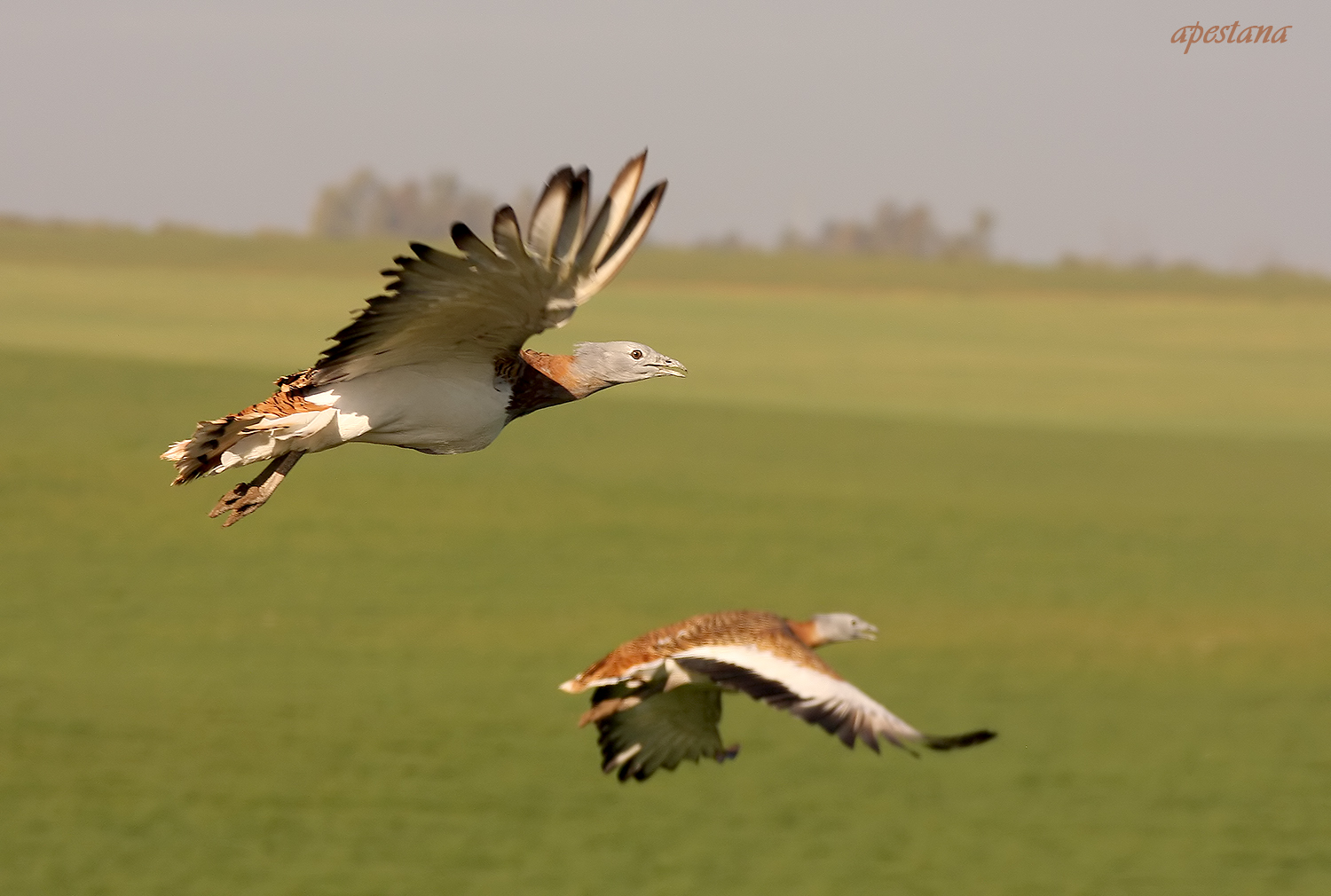 bustard