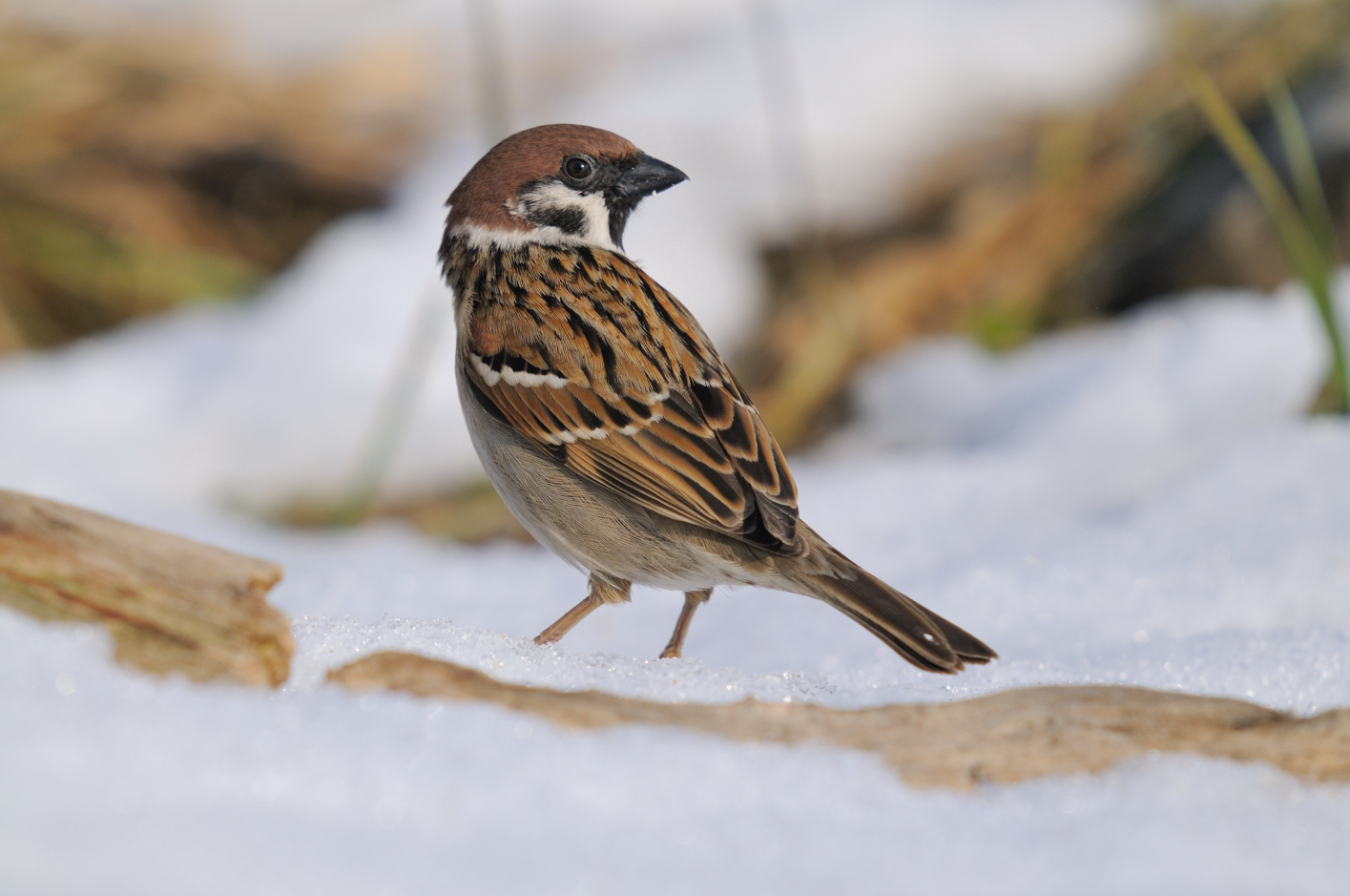 La mattugia e la neve